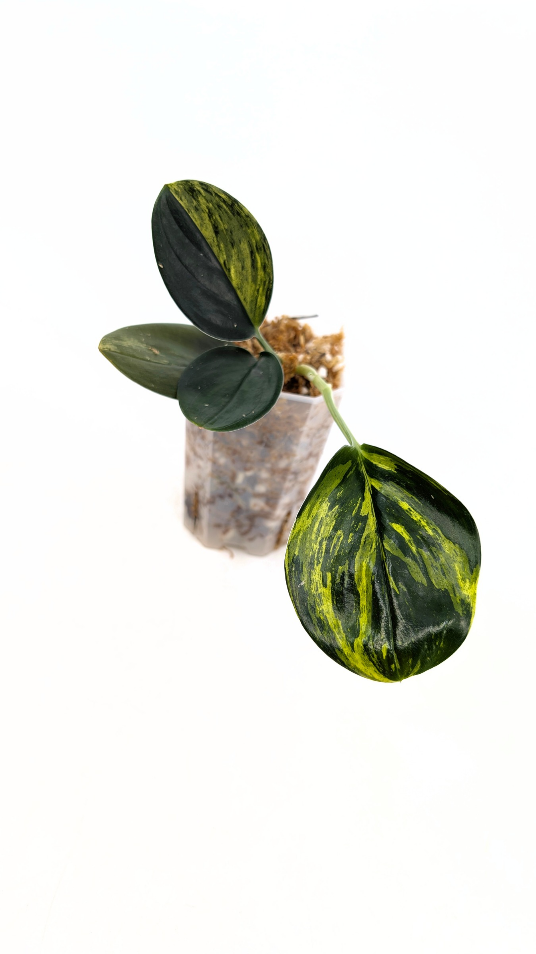 Single plants upload_20260121_155352_0000.png