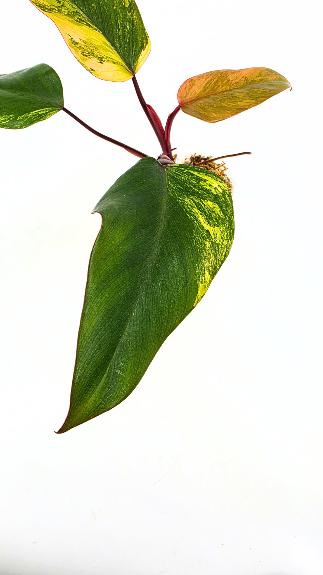 Rare indoor plant Philodendron Strawberry Shake grown and propagated by rare plant shop The Leaf Gallery in Perth, Western Australia