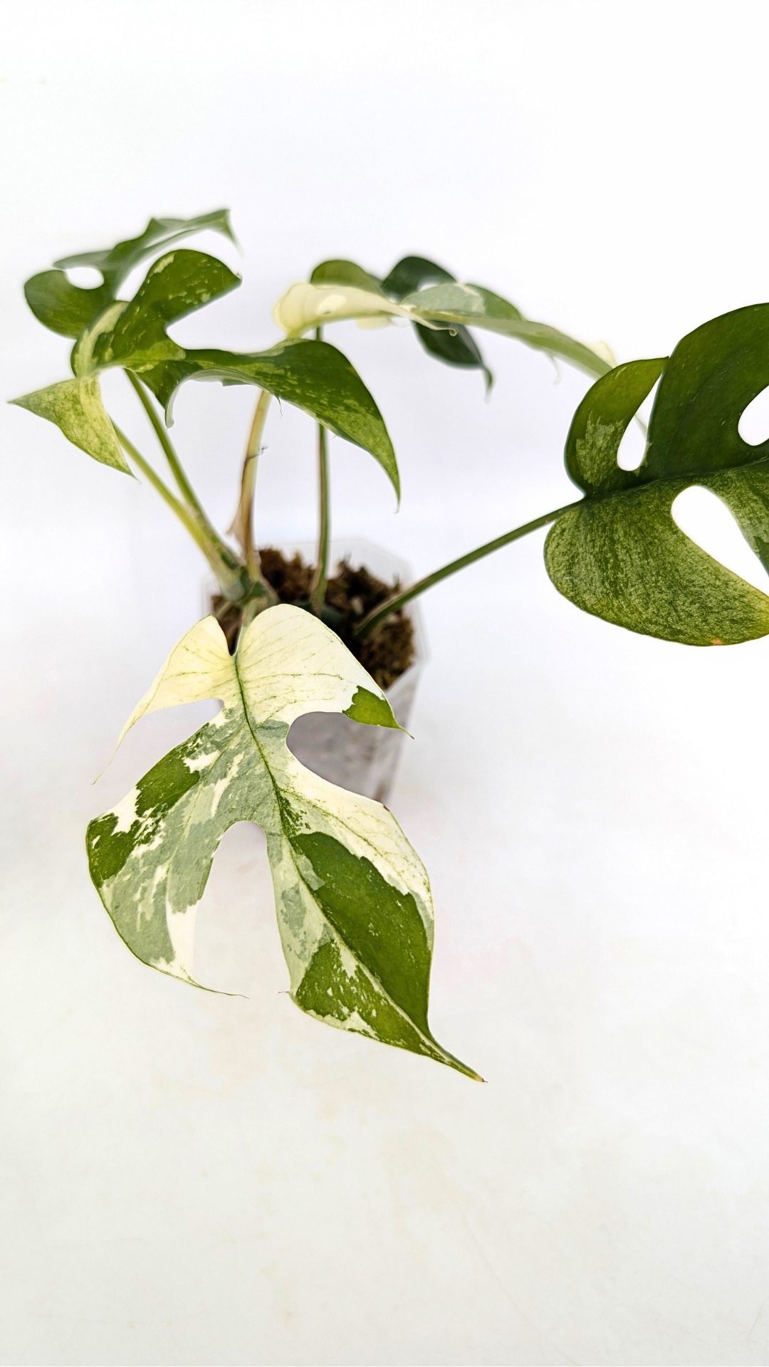 Rare indoor plant Raphidophora Tetrasperma Albo for sale at rare plant shop The Leaf Gallery in Perth, Western Australia