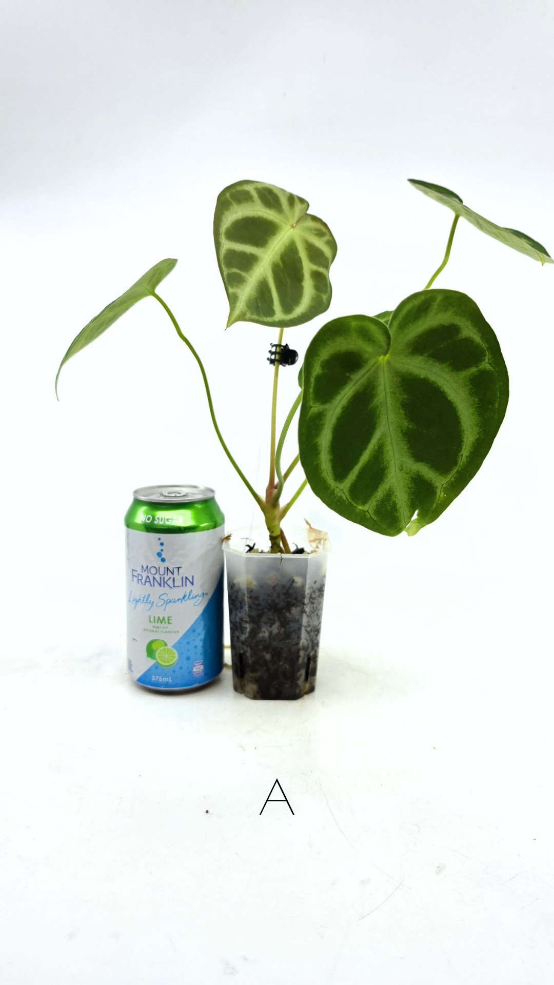 Rare indoor plant Anthurium Magnificum available for sale at rare house plant shop The Leaf Gallery in Perth, Western Australia