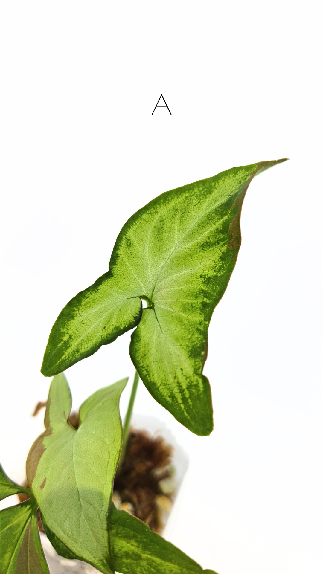 Rare indoor plant Syngonium Redspot Tricolour available for sale at The Leaf Gallery in Perth, Western Australia.