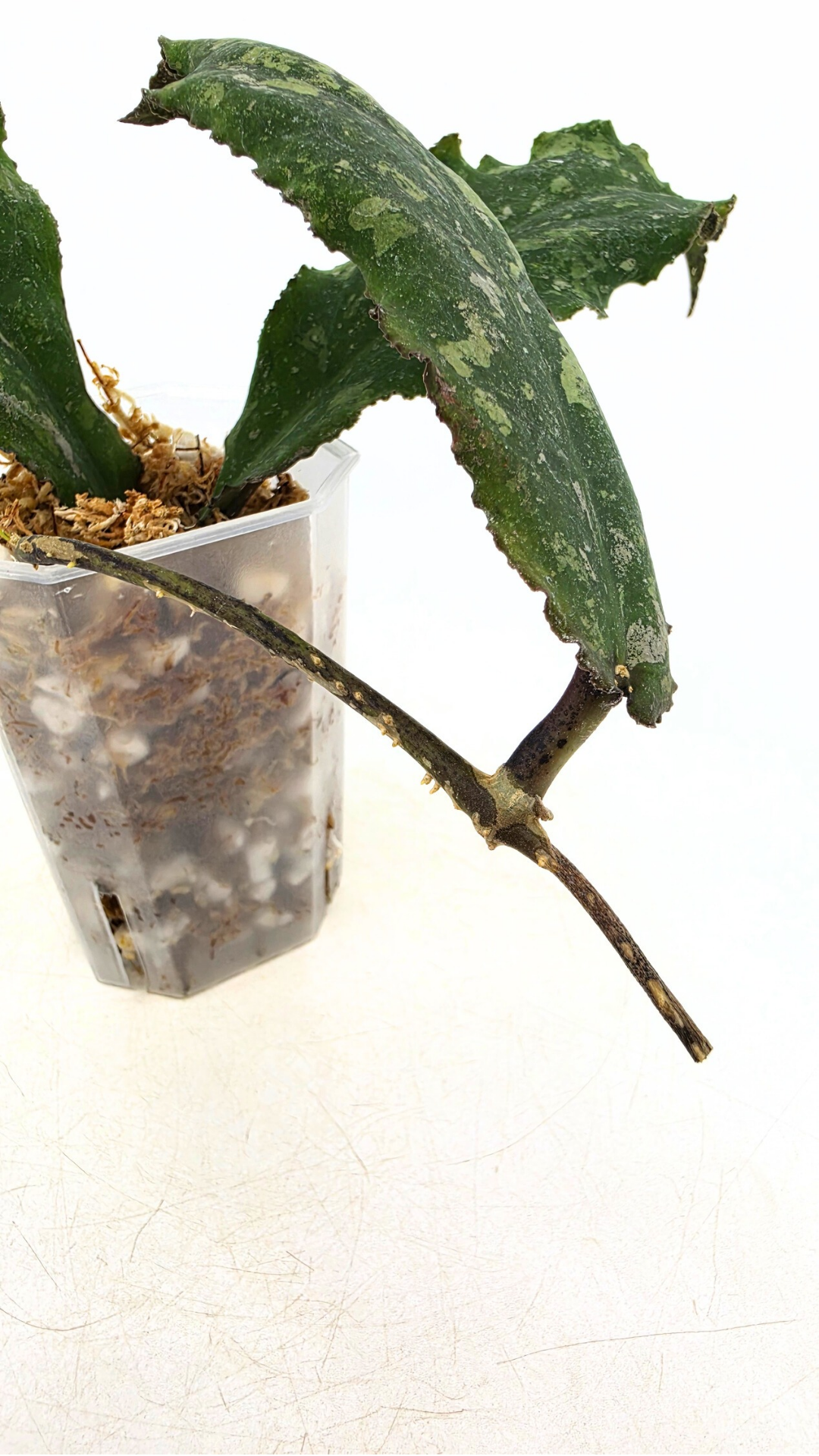 Rare waxplant Hoya Undulata available for sale at rare indoor plant shop The Leaf Gallery in Perth, Western Australia