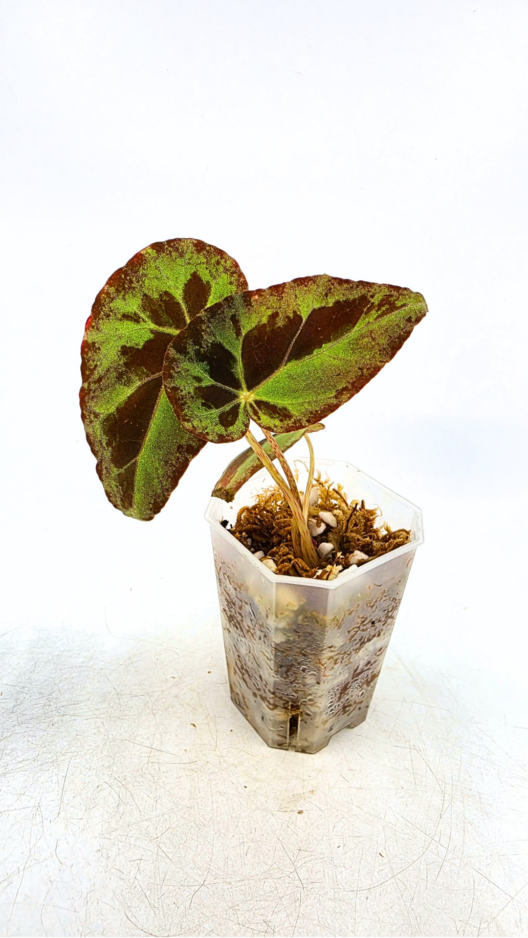 Rare Begonia Burkillii Green form available for sale at rare plant shop The Leaf Gallery in Perth, Western Australia