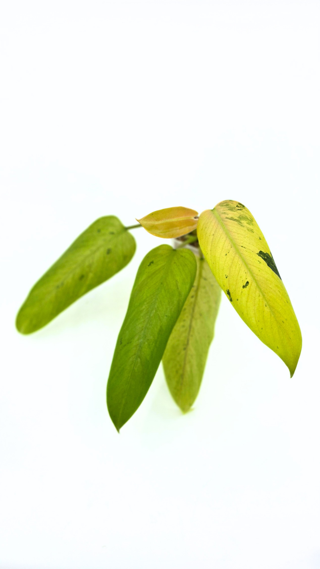 Rare indoor plant Philodendron Whipple Way available for sale at rare plant shop The Leaf Gallery in Perth, Western Australia
