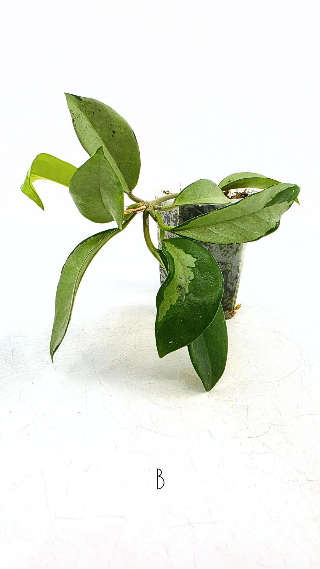Rare Hoya AH074 available for sale at rare plant shop The Leaf Gallery in Perth, Western Australia