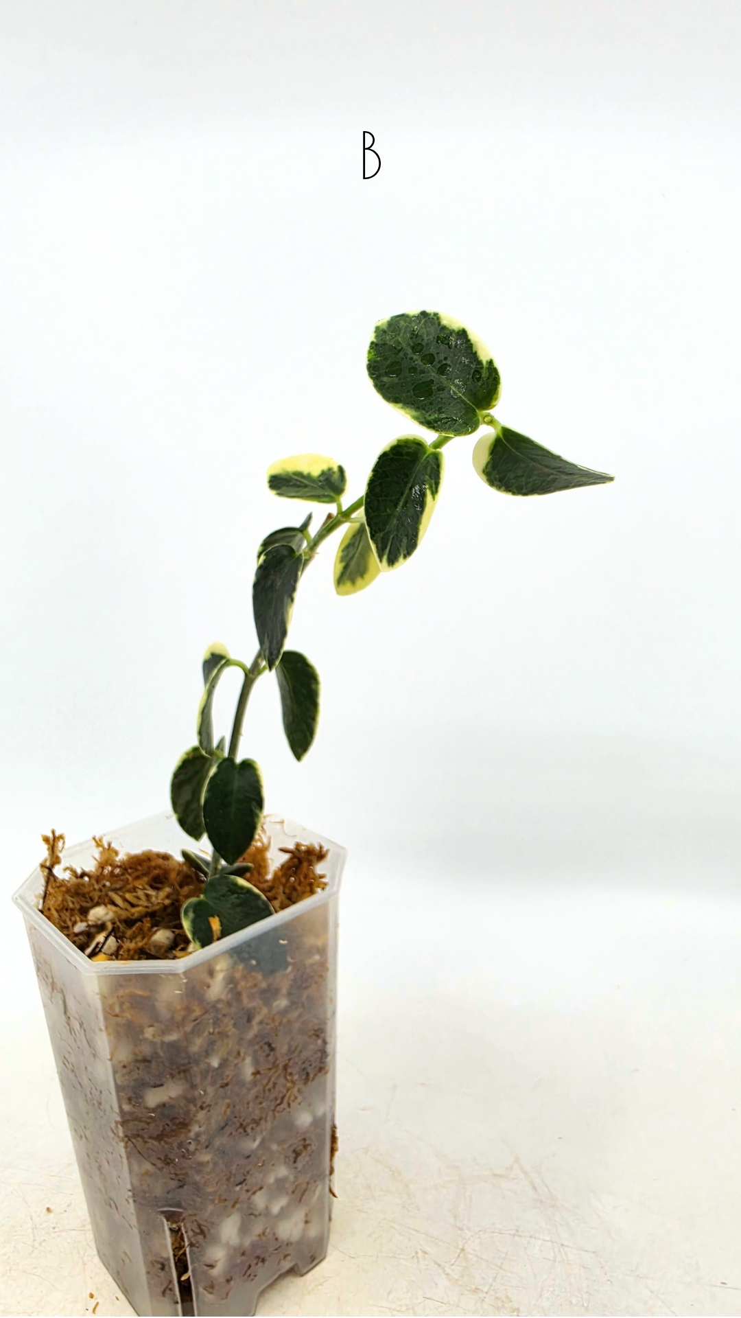 Rare waxplant Hoya Cumingiana Albo available for sale at rare indoor plant shop The Leaf Gallery in Perth, Western Australia