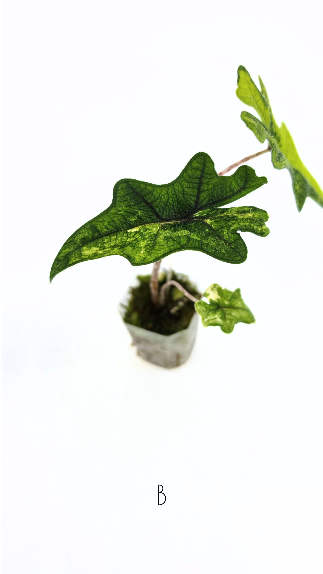 Rare indoor plant Alocasia Jacklyn Variegated available for sale at rare house plant shop The Leaf Gallery in Perth, Western Australia