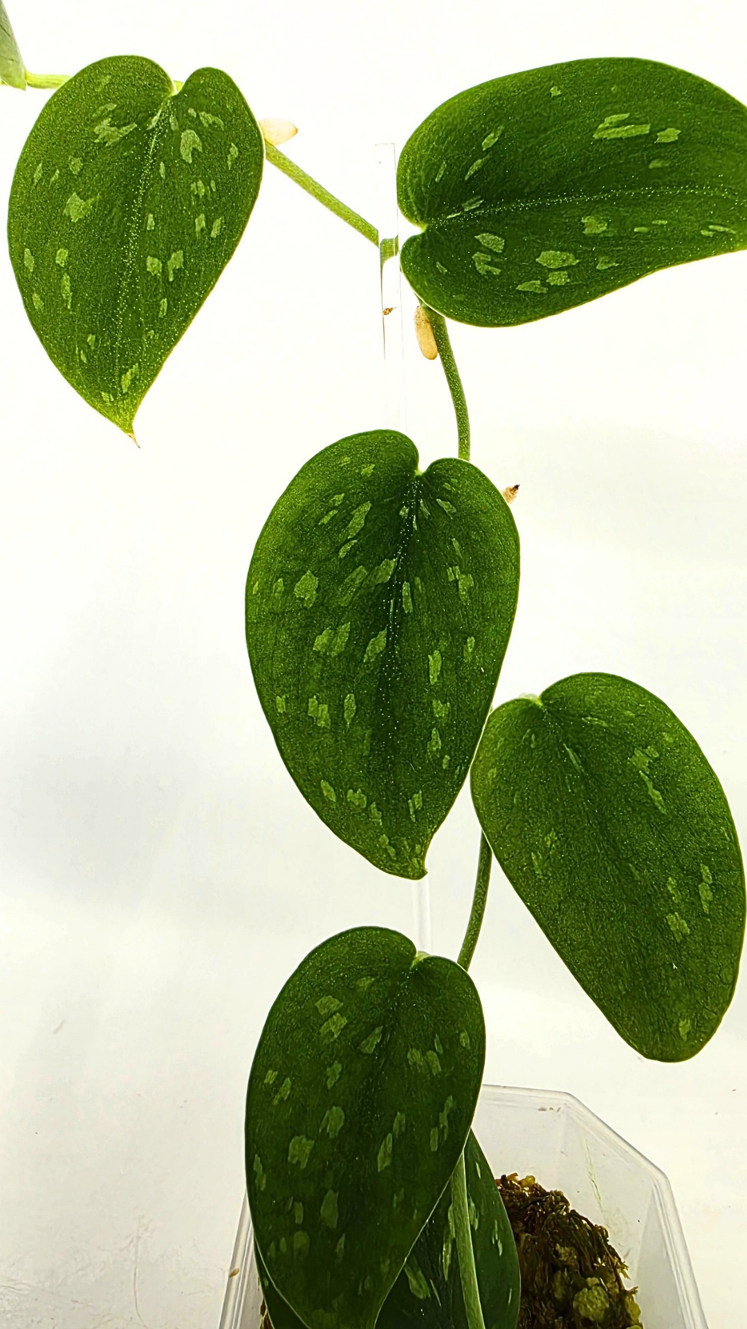 Rare indoor plant Scindapsus Pictus Haask Snake Scale Available for sale at rare plant shop The Leaf Gallery in Perth, Western Australia
