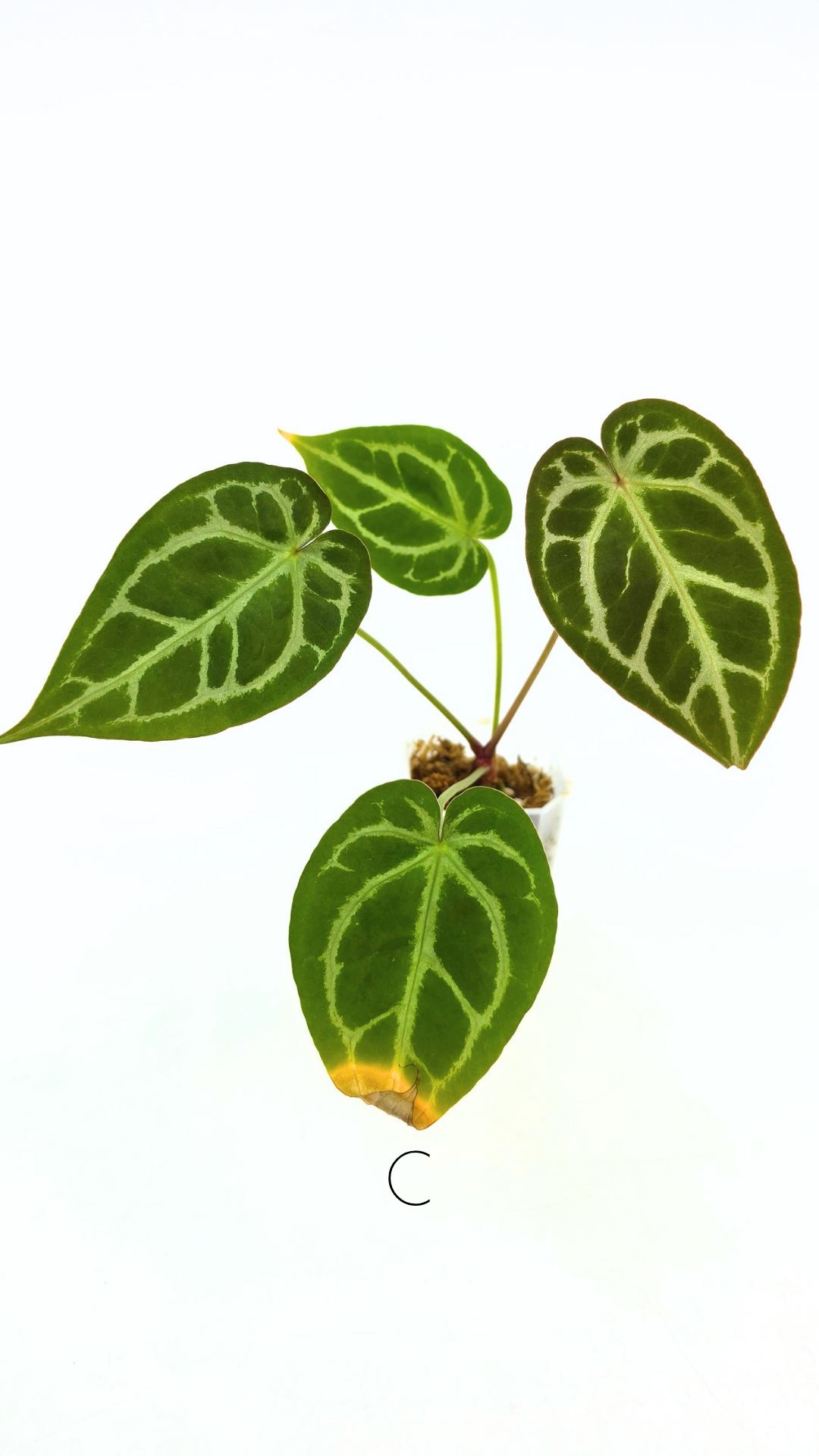Rare anthurium hybrid Anthurium red dorayaki mutation with Anthurium Michelle by The Leaf Gallery in Perth, Western Australia