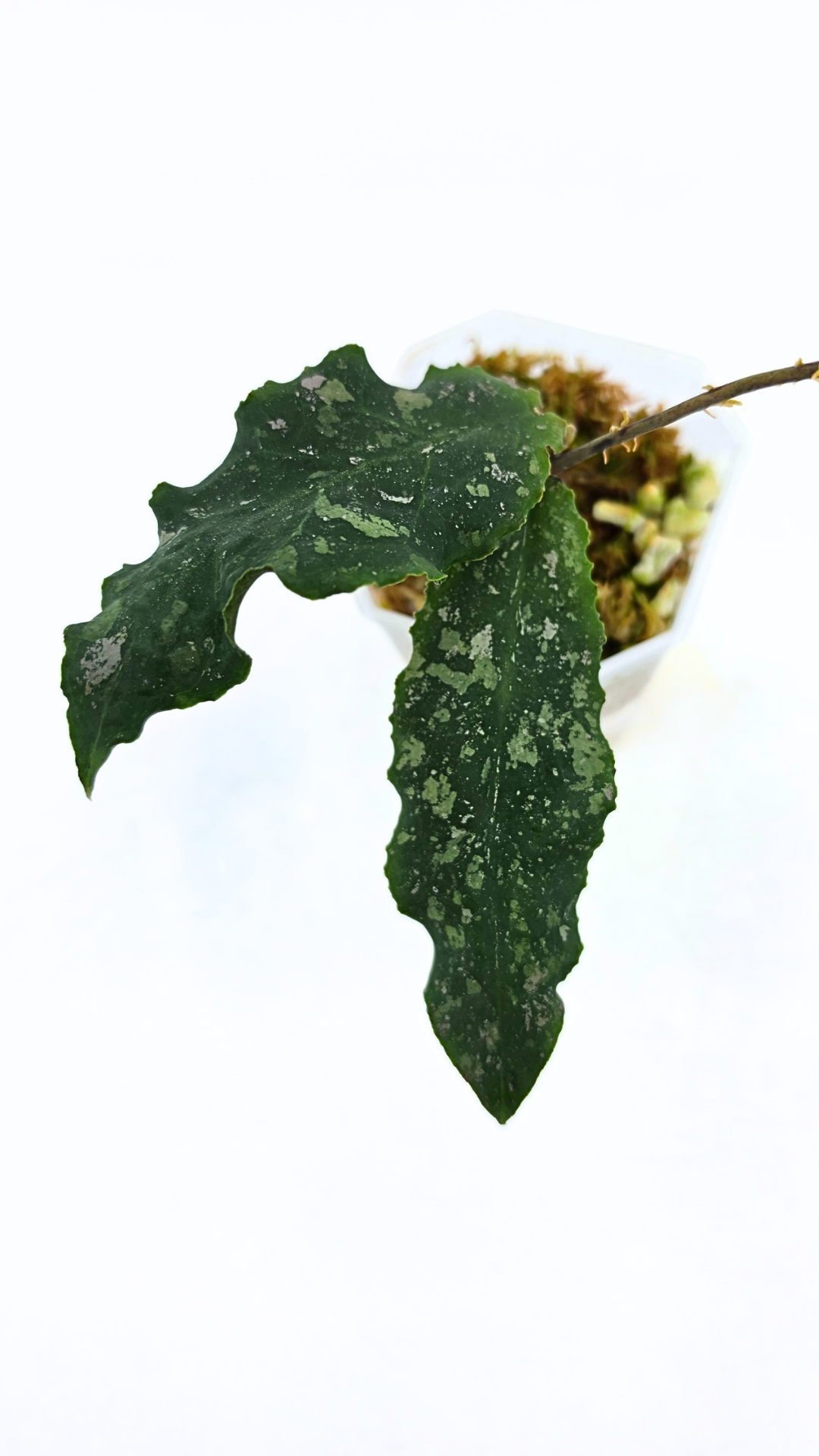 Rare waxplant Hoya Undulata available for sale at rare indoor plant shop The Leaf Gallery in Perth, Western Australia