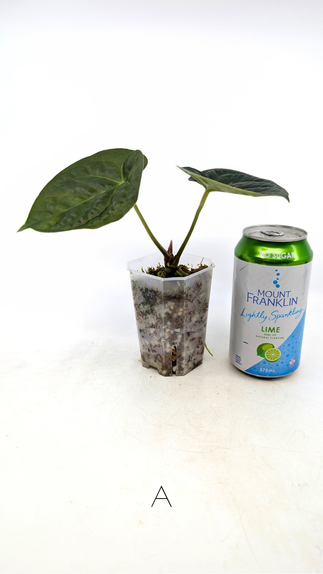 Rare Anthurium hybrid Silver Blush X Luxurians available for sale at rare indoor plant shop The Leaf Gallery in Perth, Western Australia