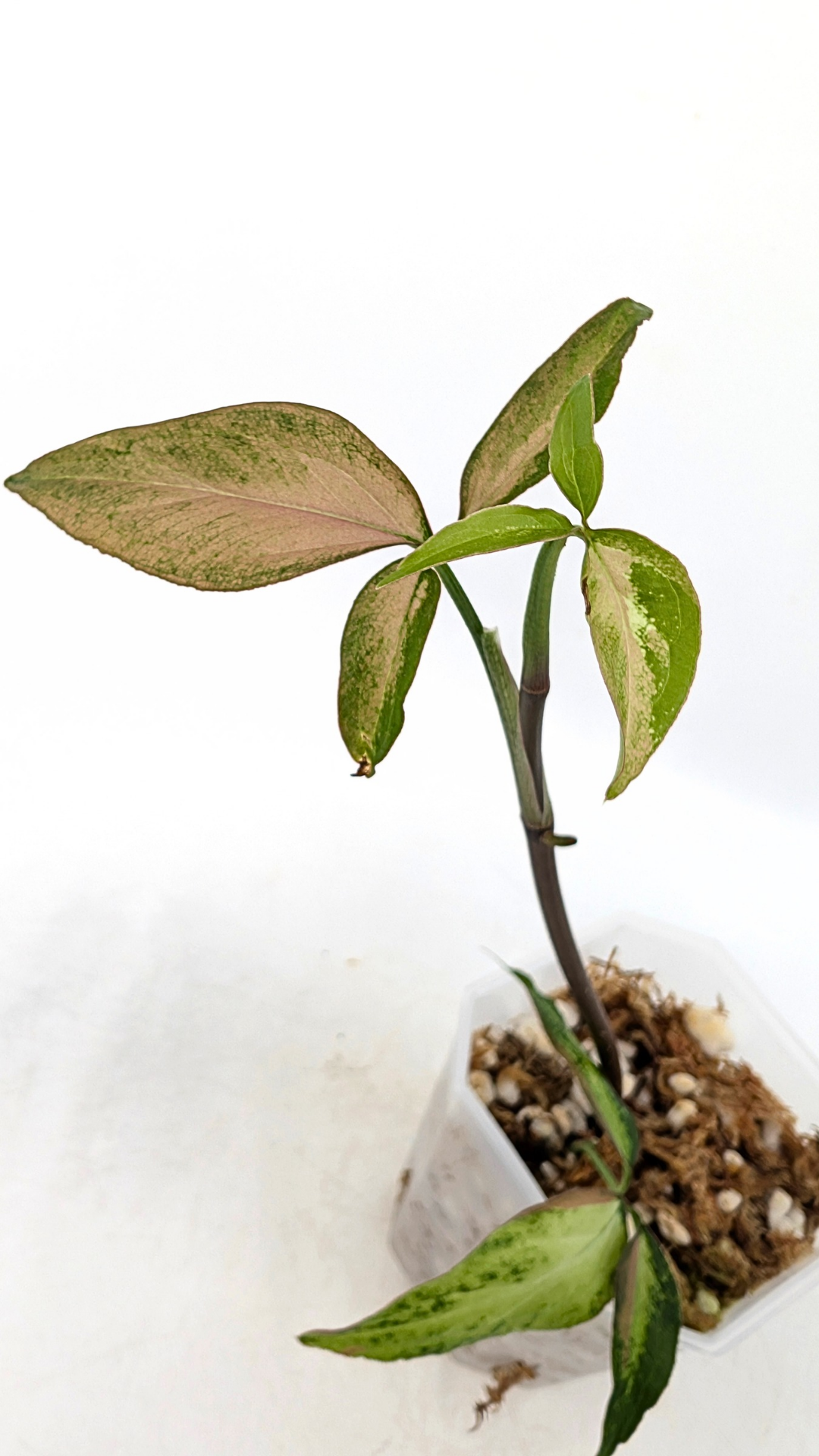 Rare plant Syngonium Redspot Tricolour available from rare plant shop The Leaf Gallery in Perth, Western Australia