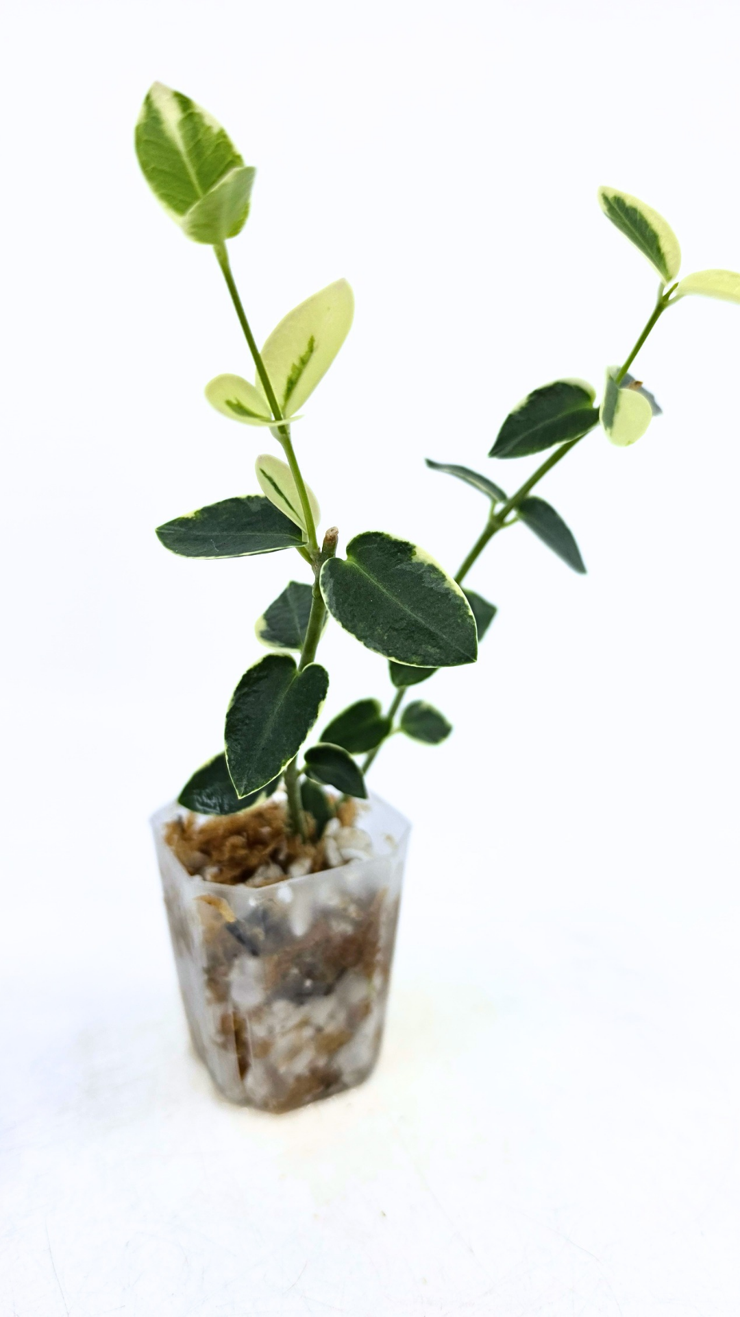 Rare waxplant Hoya Cumingiana Albo available for sale at rare indoor plant shop The Leaf Gallery in Perth, Western Australia