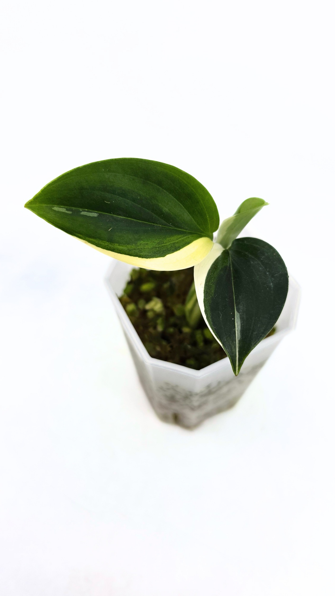 Rare plant Scindapsus Blue Albo Varigated available at rare plant shop The Leaf Gallery in Perth, Western Australia