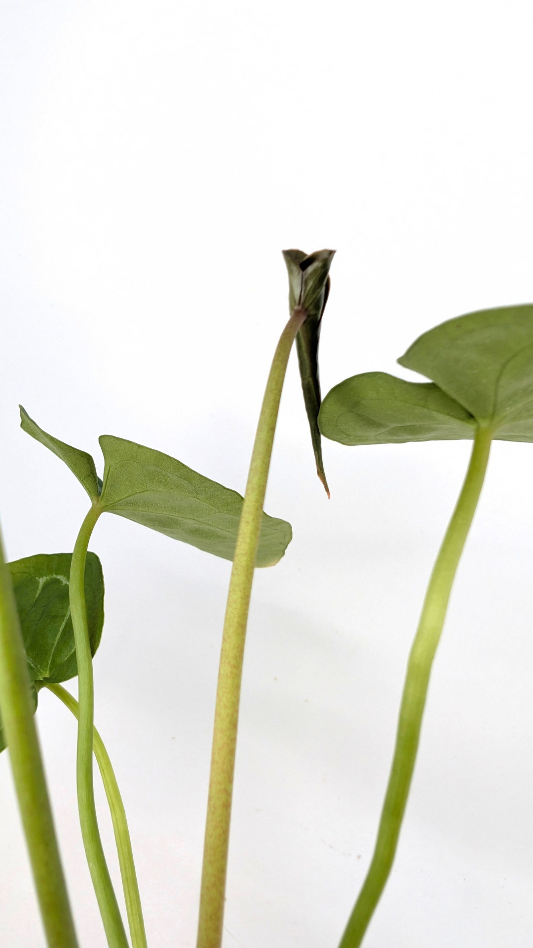 Rare indoor plant Anthurium SKG Silver with Anthurium Forgetii hybrid available at rare plant shop The Leaf Gallery in Perth, Western Australia