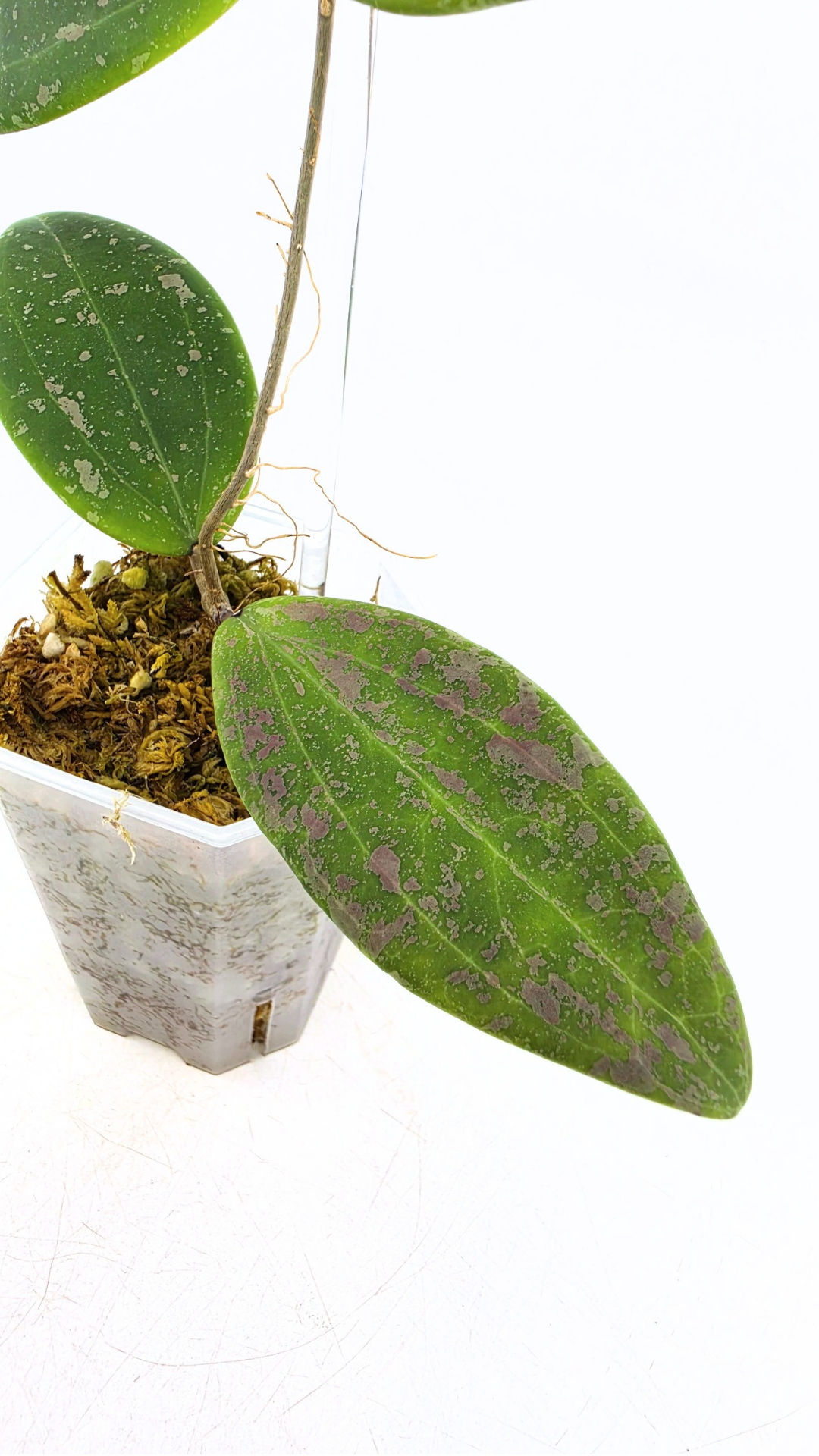 Rare plant Hoya Wibergiae IML 1618 for sale at rare indoor plant shop The Leaf Gallery in Perth, Western Australia