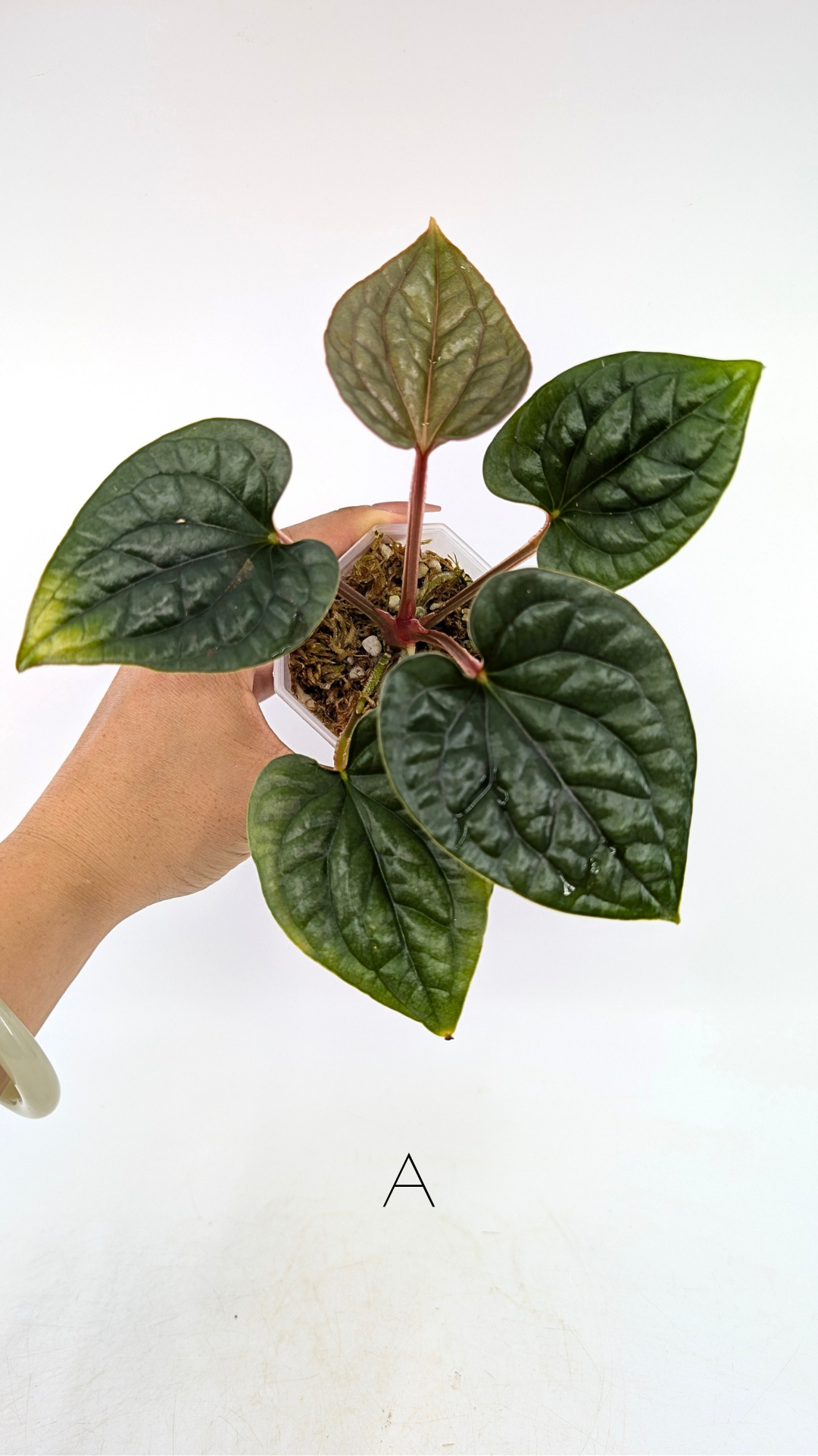 Rare indoor plant Anthurium Luxurians available for sale at rare house plant shop The Leaf Gallery in Perth, Western Australia