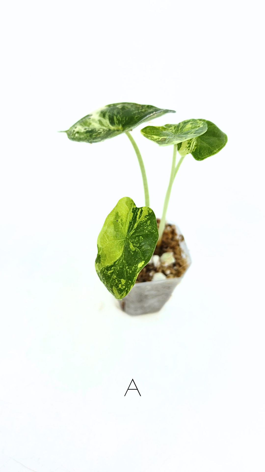 Sought after indoor plant Alocasia Dragon Scale Variegated available for sale at rare house plant shop The Leaf Gallery in Perth, Western Australia