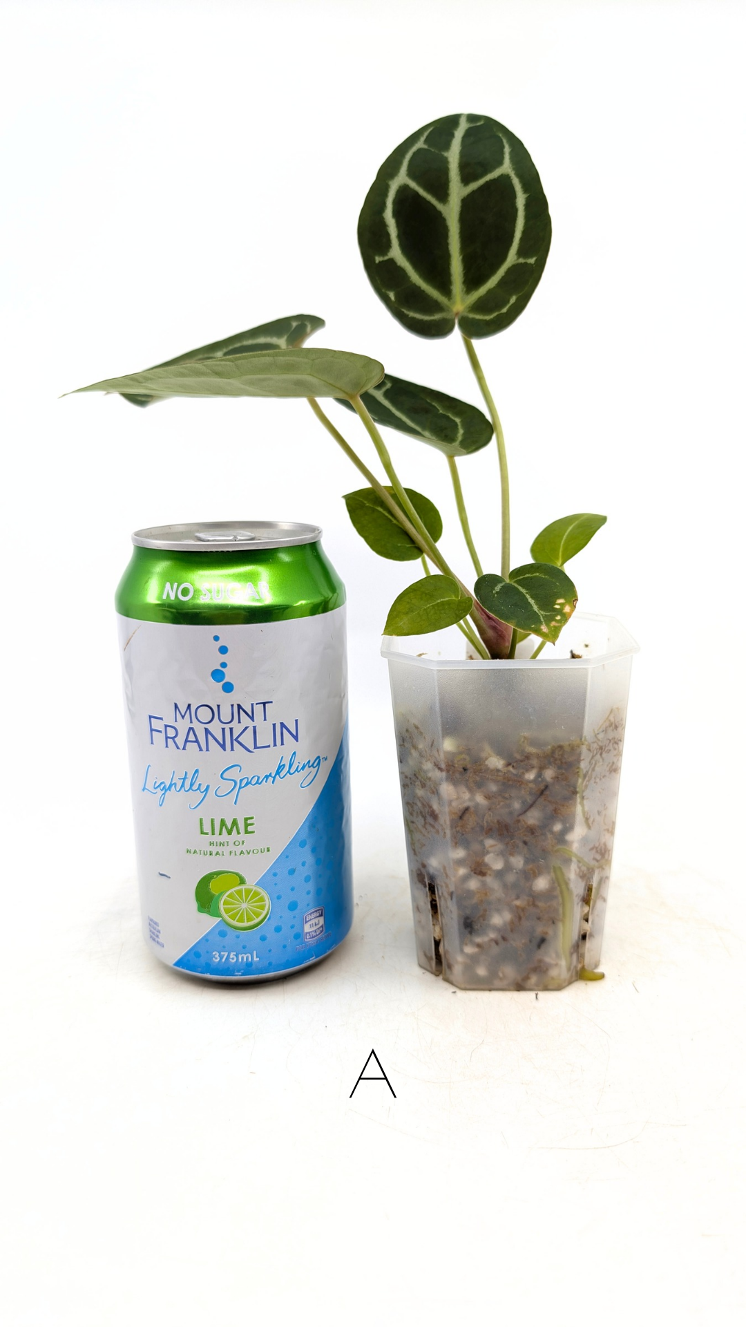 Rare anthurium hybrid Anthurium Dark Forgetii x Bessae Aff X Anthurium Michelle by The Leaf Gallery in Perth, Western Australia