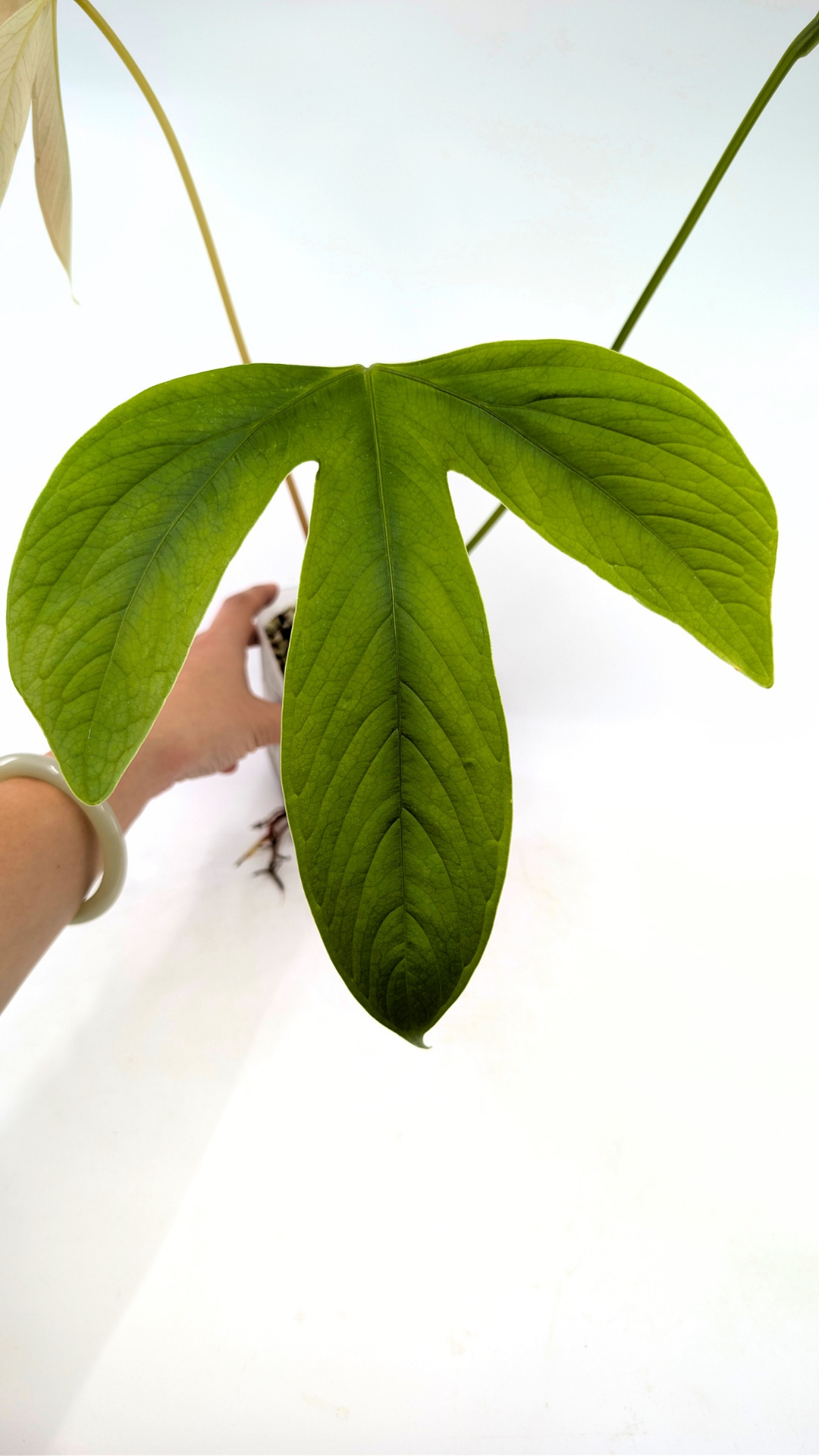 Rare tri-lobed Anthurium Moronese available for sale at rare indoor plant shop The Leaf Gallery in Perth, Western Australia