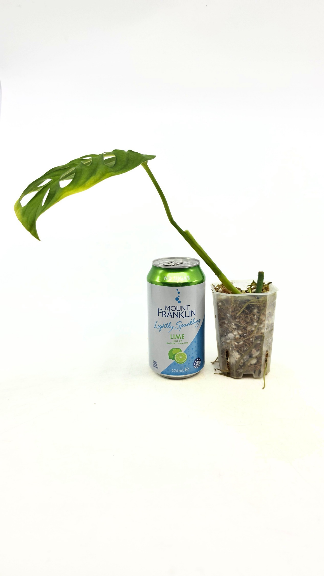 Rare indoor plant Monstera Esqueleto or Monstera Epipremnoides available for sale at rare plant shop The Leaf Gallery in Perth, Western Australia