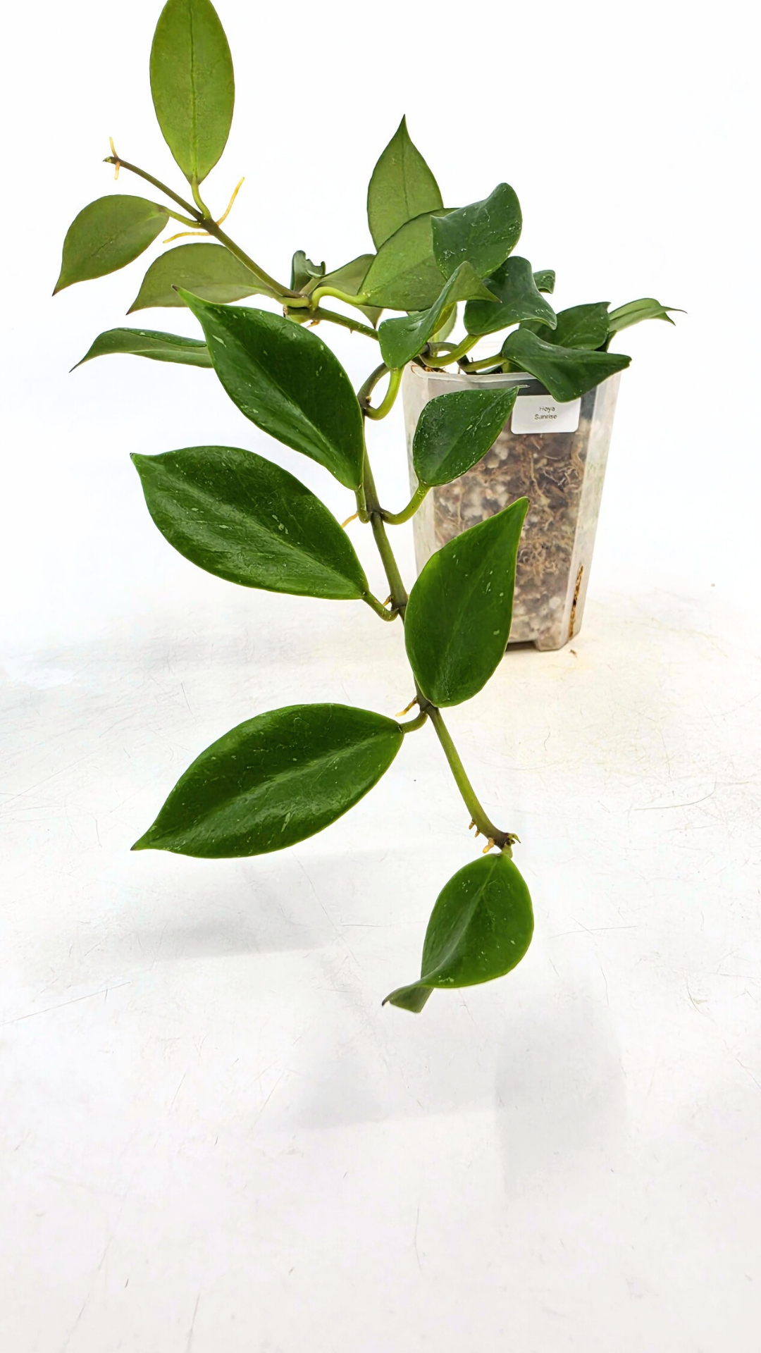 Rare waxplant Hoya Sunrise available at rare plant shop The Leaf Gallery in Perth Western Australia