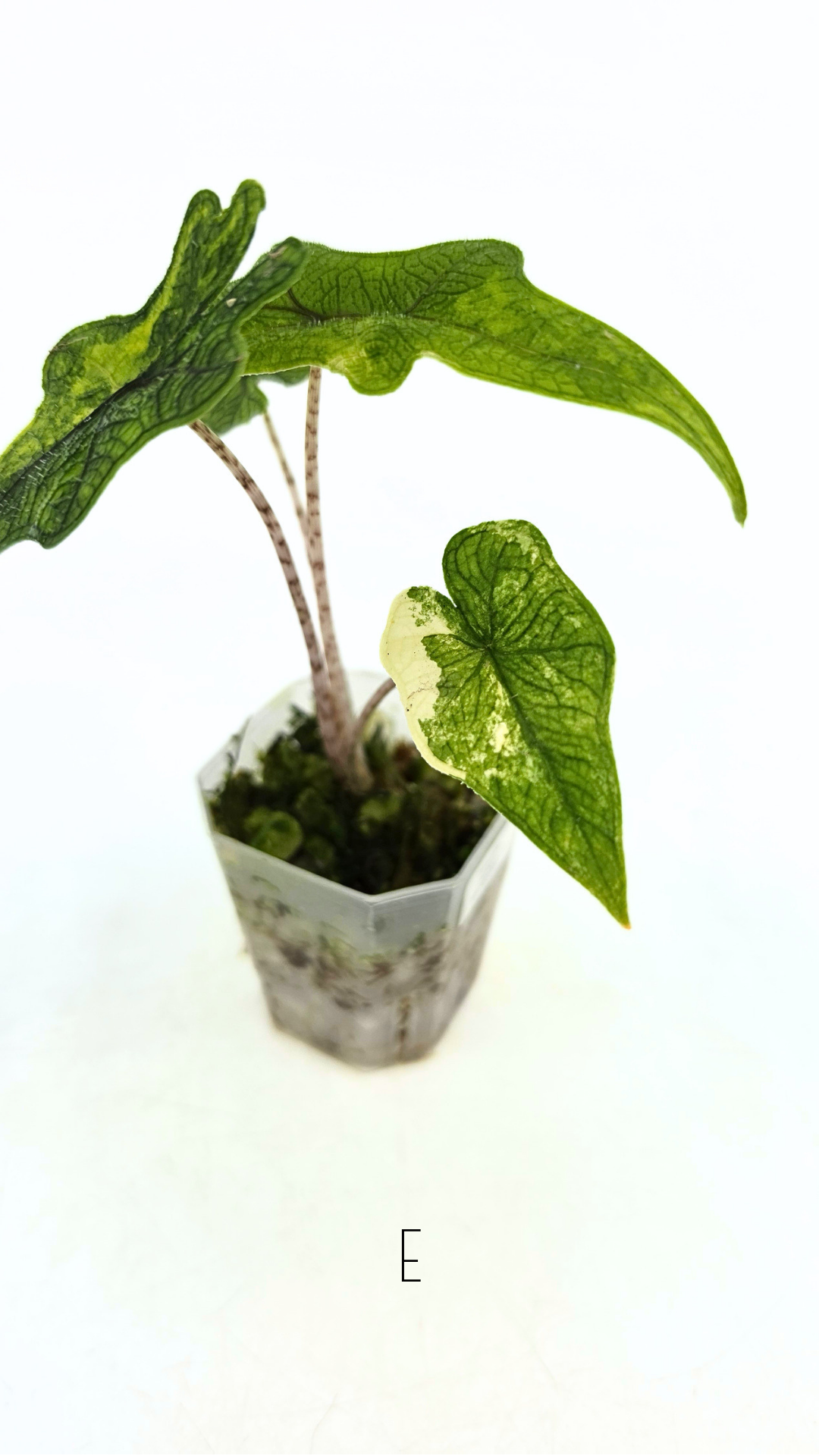 Rare indoor plant Alocasia Jacklyn Variegated available for sale at rare house plant shop The Leaf Gallery in Perth, Western Australia.