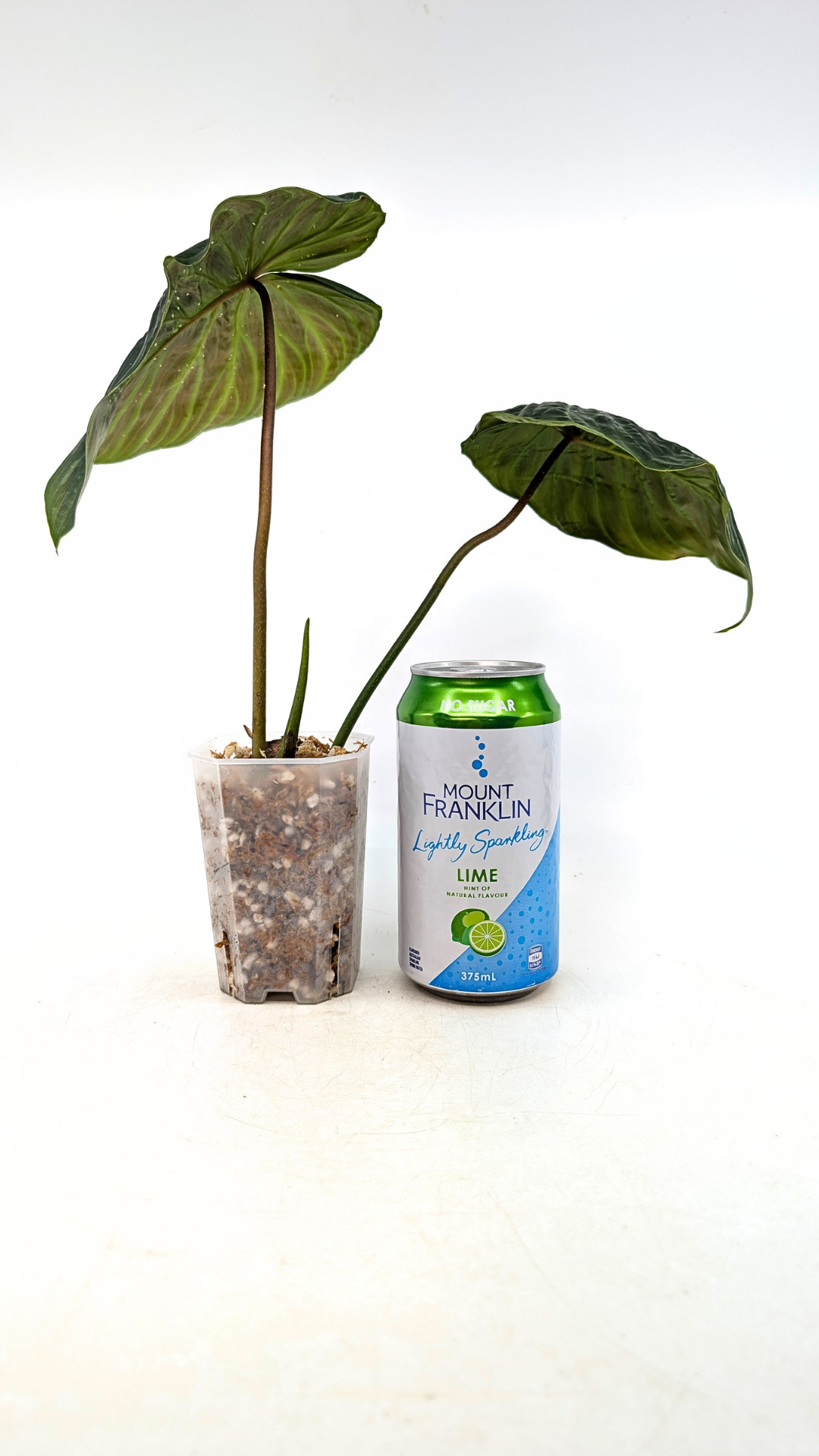 Rare indoor plant Philodendron Majestic available at rare plant shop The Leaf Gallery in Perth, Western Australia