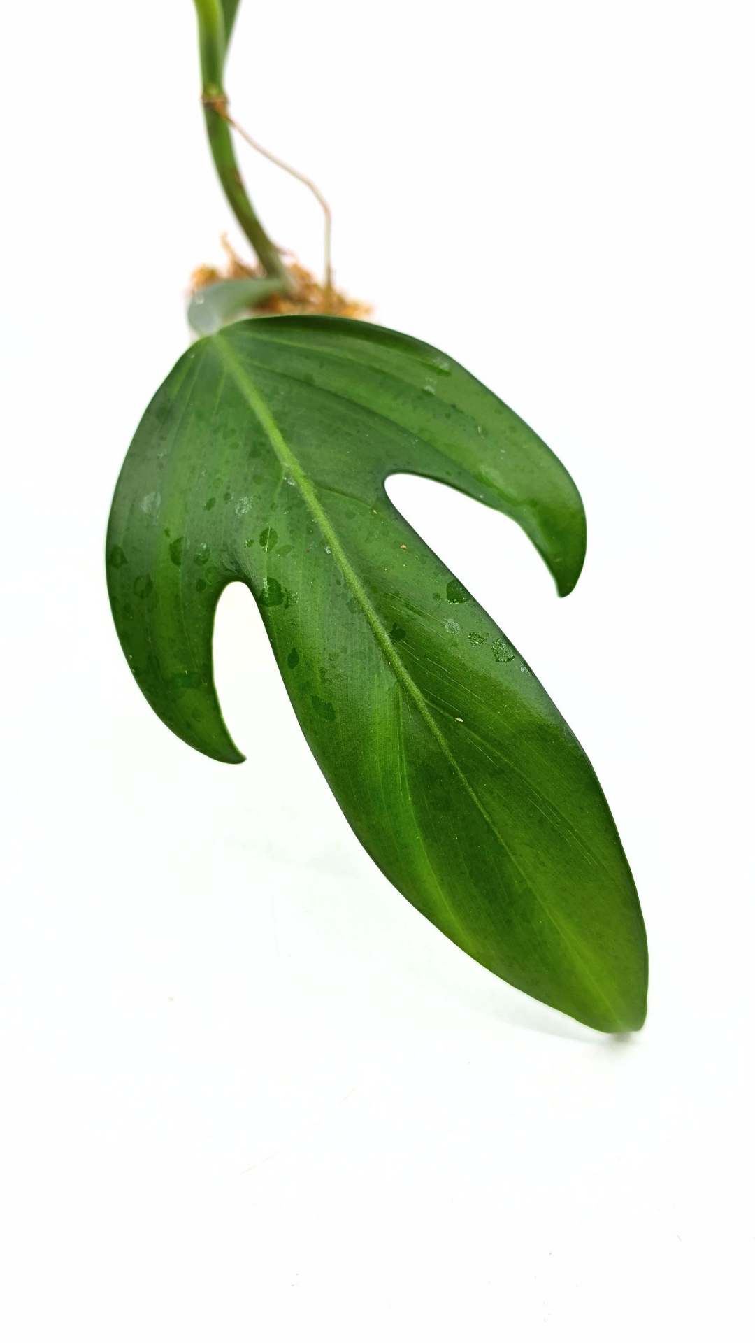 Rare indoor plant Philodendron Panduriforme available for sale at rare house plant shop The Leaf Gallery in Perth, Western Australia.