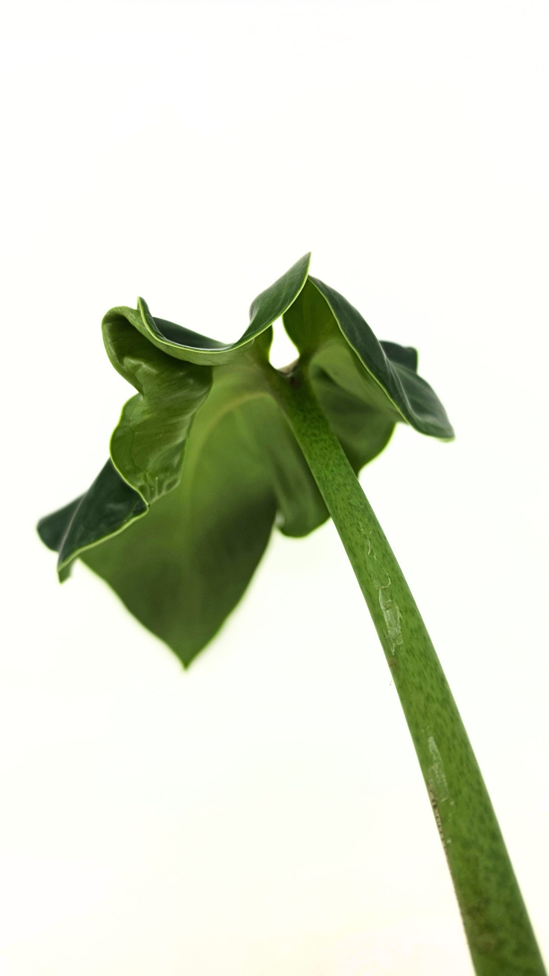 Rare indoor house plant Philodendron Rugosum also known as Pig Skin Philodendron propagated by the Leaf Gallery in Perth