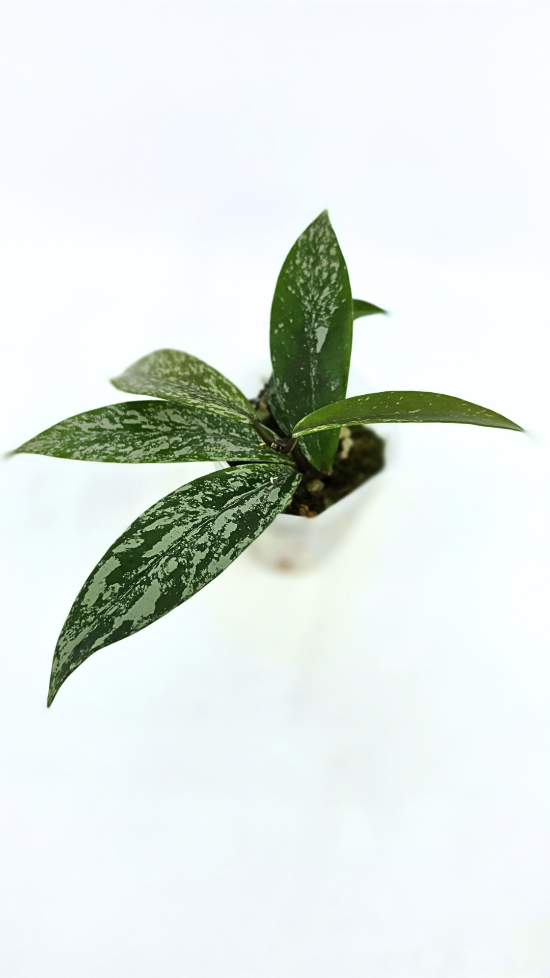 Rare waxplant Hoya Pubicalyx Pink Silver Ghost available for sale at rare indoor plant shop The Leaf Gallery in Perth, Western Australia