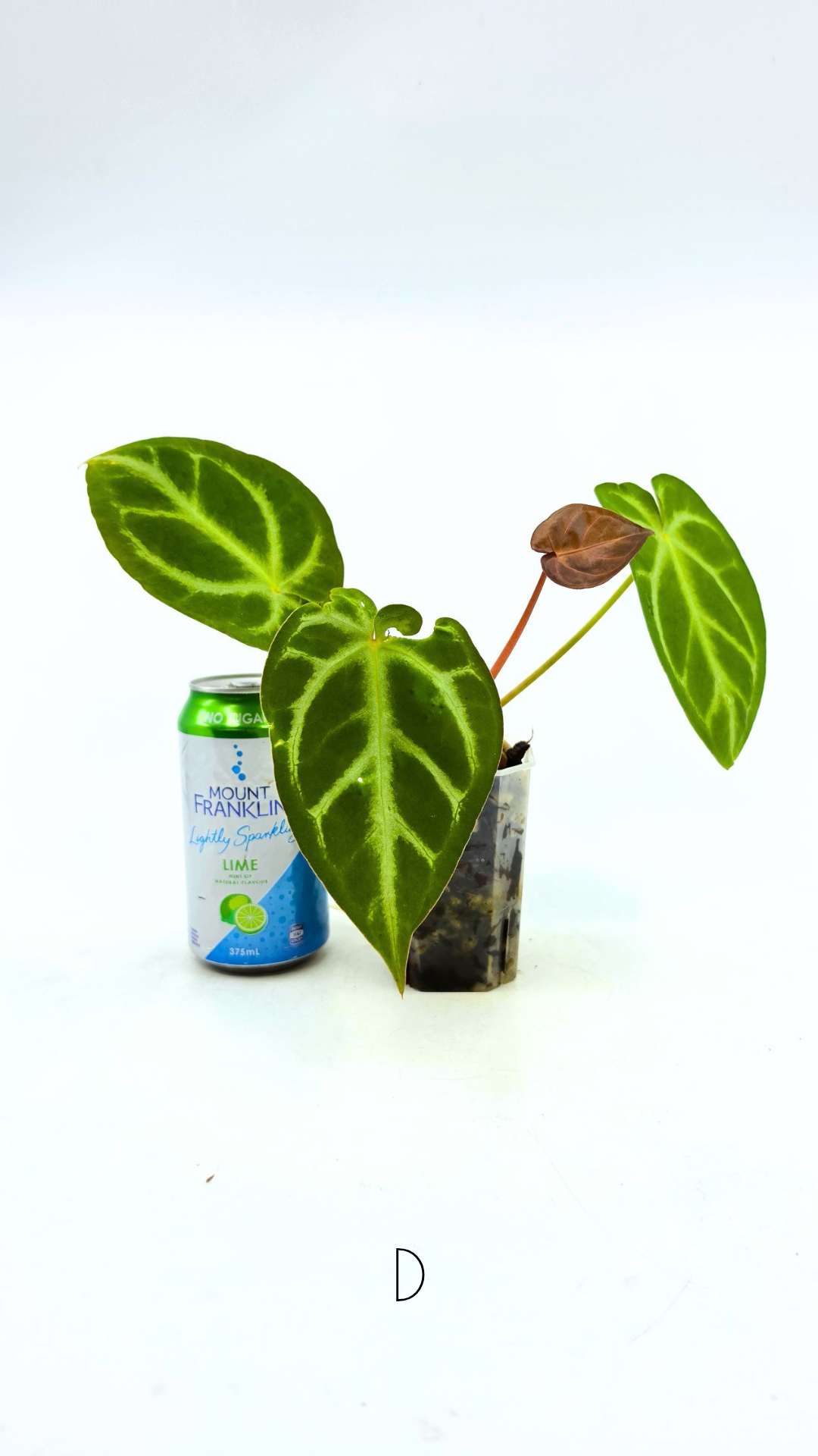 Rare indoor plant Anthurium Magnificum available for sale at rare house plant shop The Leaf Gallery in Perth, Western Australia