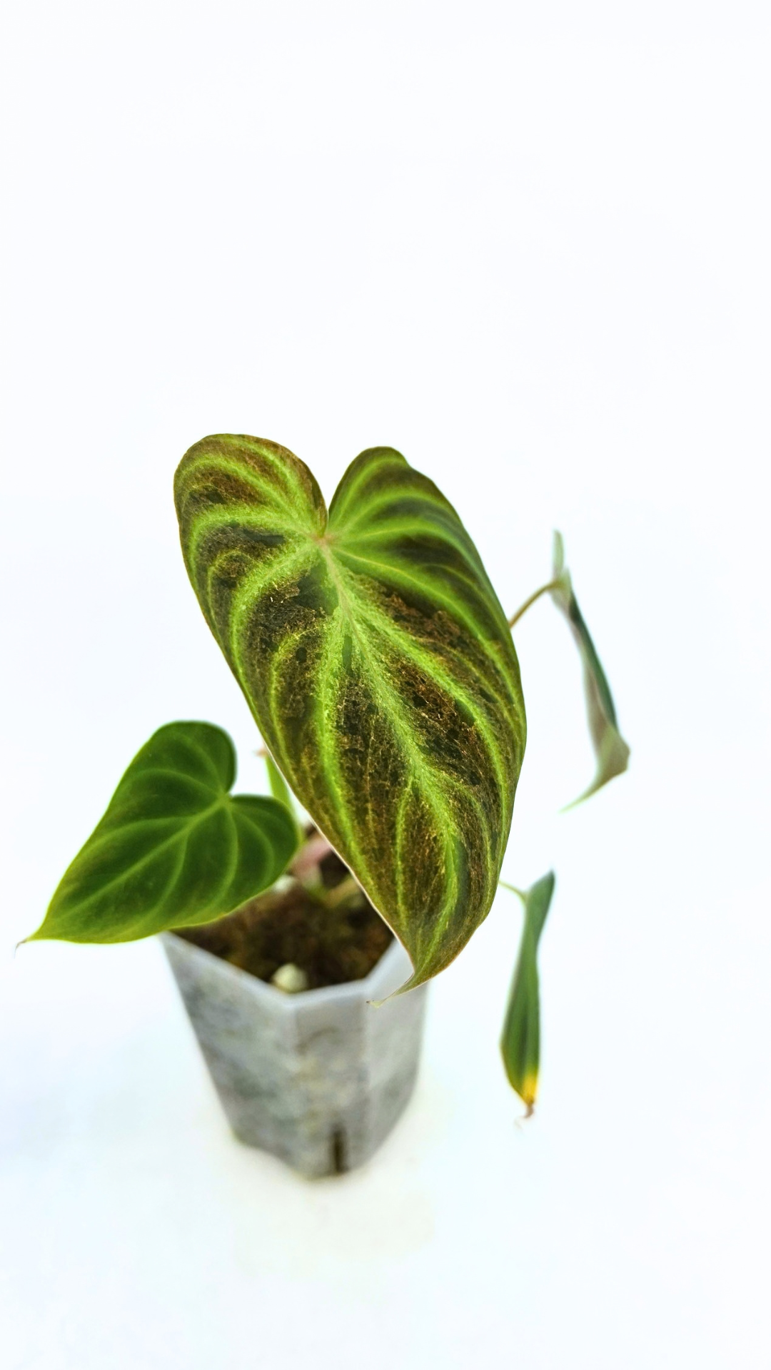 Rare indoor plant Philodendron Verrucusom Mint Variegated available for sale at rare house plant shop The Leaf Gallery in Perth, Western Australia