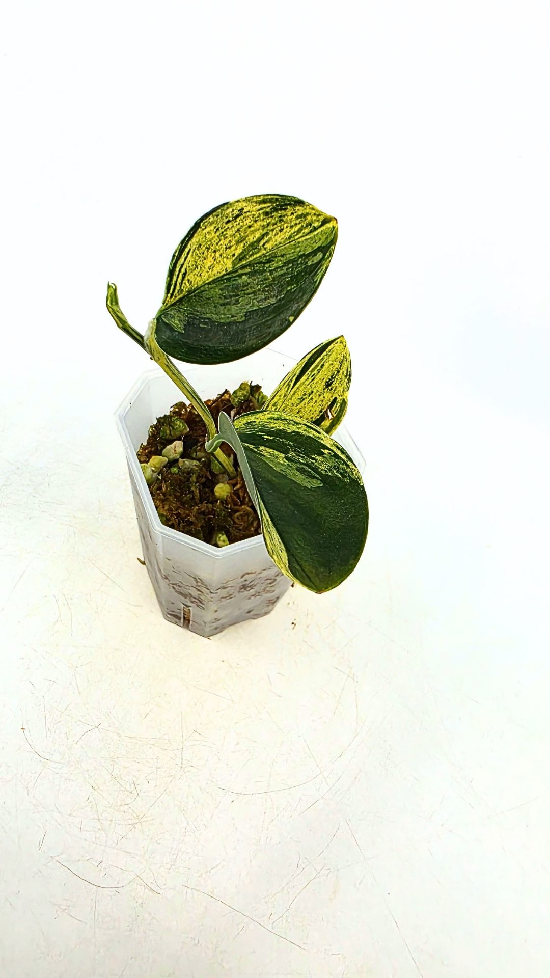 Rare indoor plant Scindapsus Treubii Dark Aurea Varigated available for sale at rare house plant shop The Leaf Gallery in Perth, Western Australia