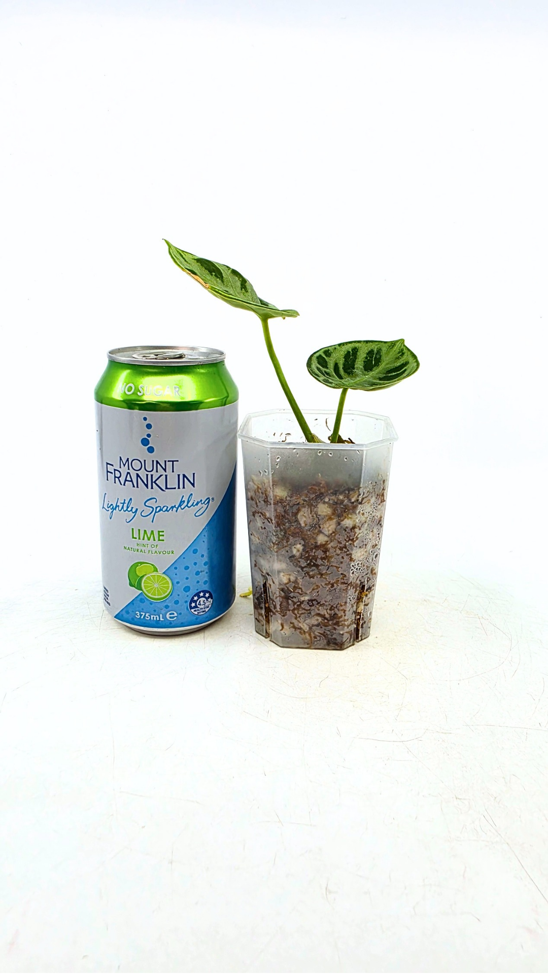 Rare Anthurium Dorayaki Silver available for sale at rare plant shop The Leaf Gallery in Perth, Western Australia