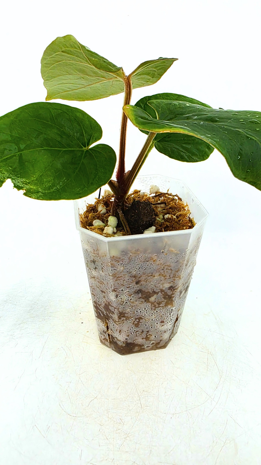 Rare indoor plant Anthurium Kunyalense available for sale at rare house plant shop The Leaf Gallery in Perth, Western Australia