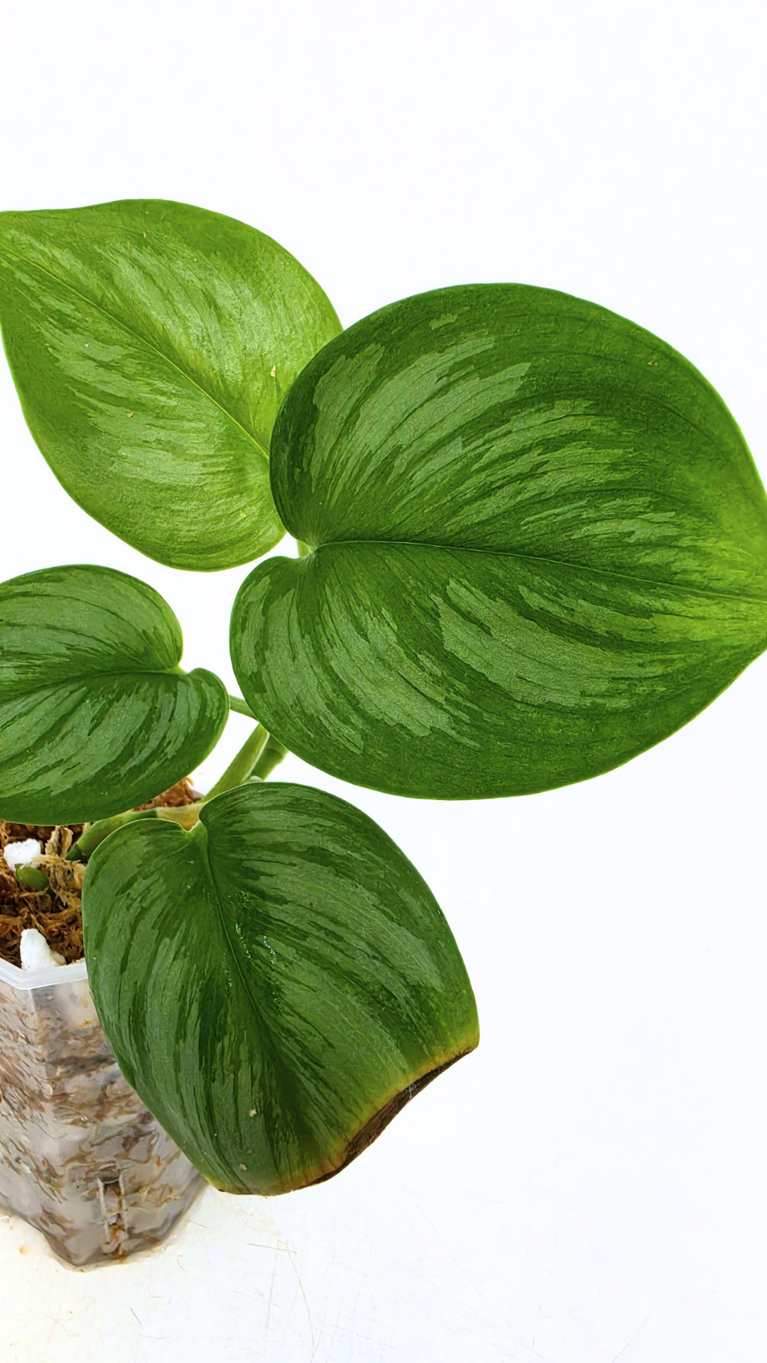 Rare indoor plant Scindapsus Treubii Moonlight available for sale at rare house plant shop The Leaf Gallery in Perth, Western Australia