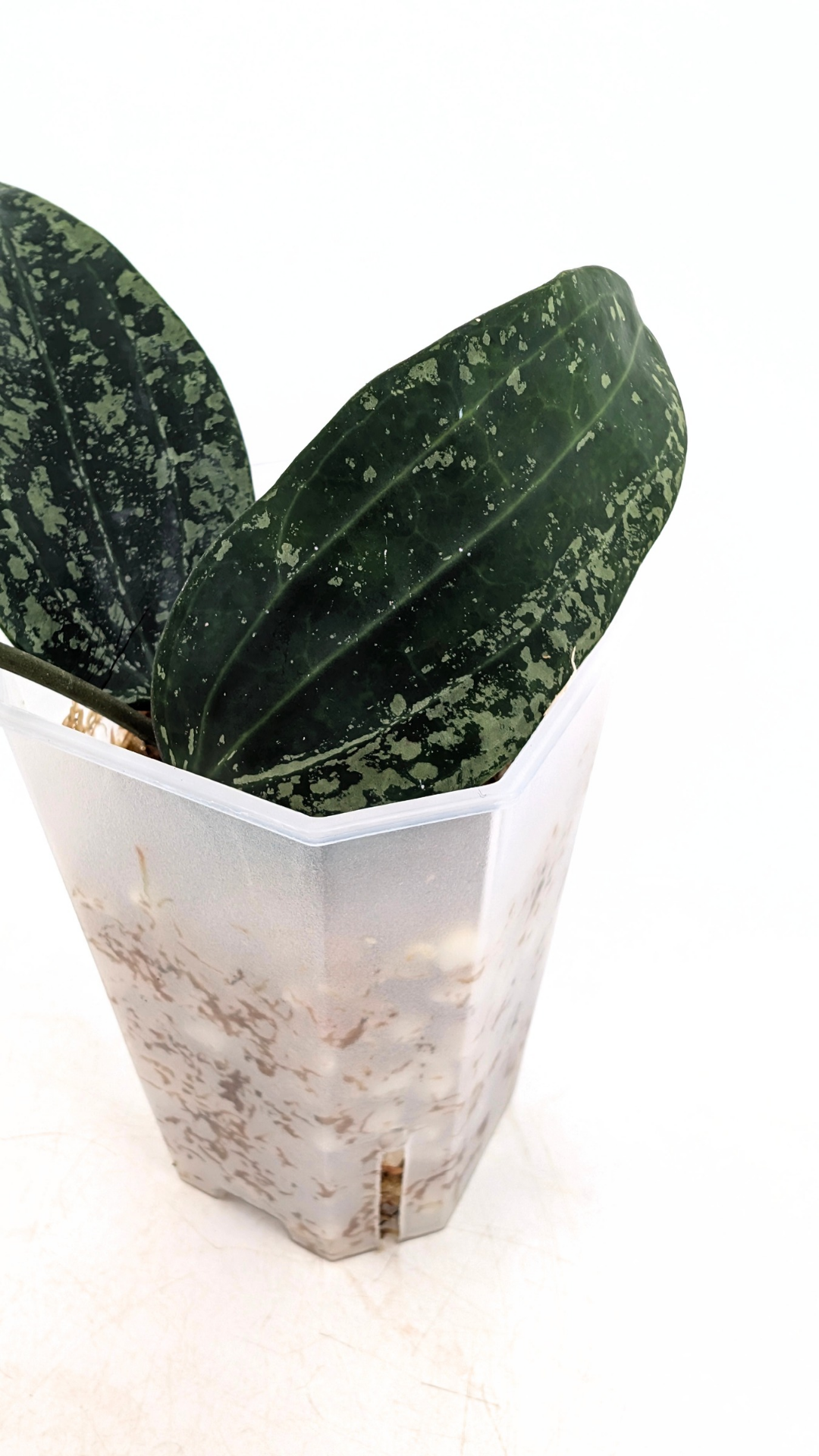 Rare waxplant Hoya Rangsan available for sale at rare plant shop The Leaf Gallery in Perth, Western Australia