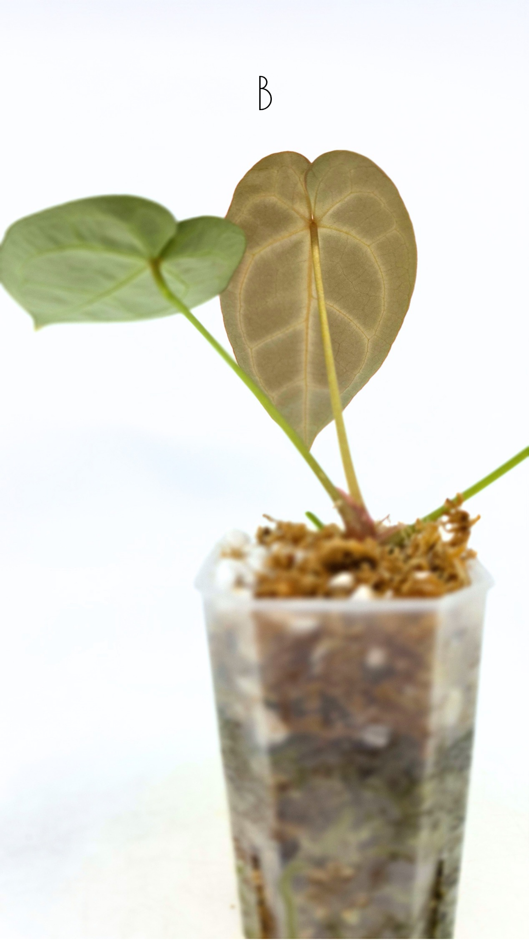 Rare anthurium hybrid Anthurium Dark Forgetii x Bessae Aff X Anthurium Michelle by The Leaf Gallery in Perth, Western Australia