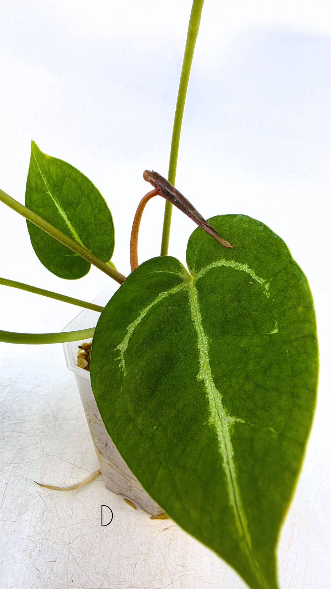 Rare anthurium hybrid Anthurium Dark Forgetii x Bessae Aff X Anthurium Michelle by The Leaf Gallery in Perth, Western Australia