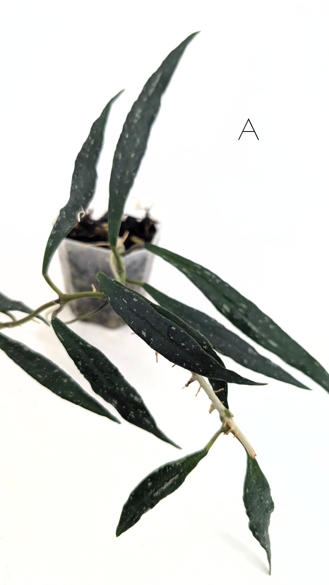 Rare waxplant Hoya Mirabillis Splash available for sale at rare indoor plant shop The Leaf Gallery in Perth, Western Australia