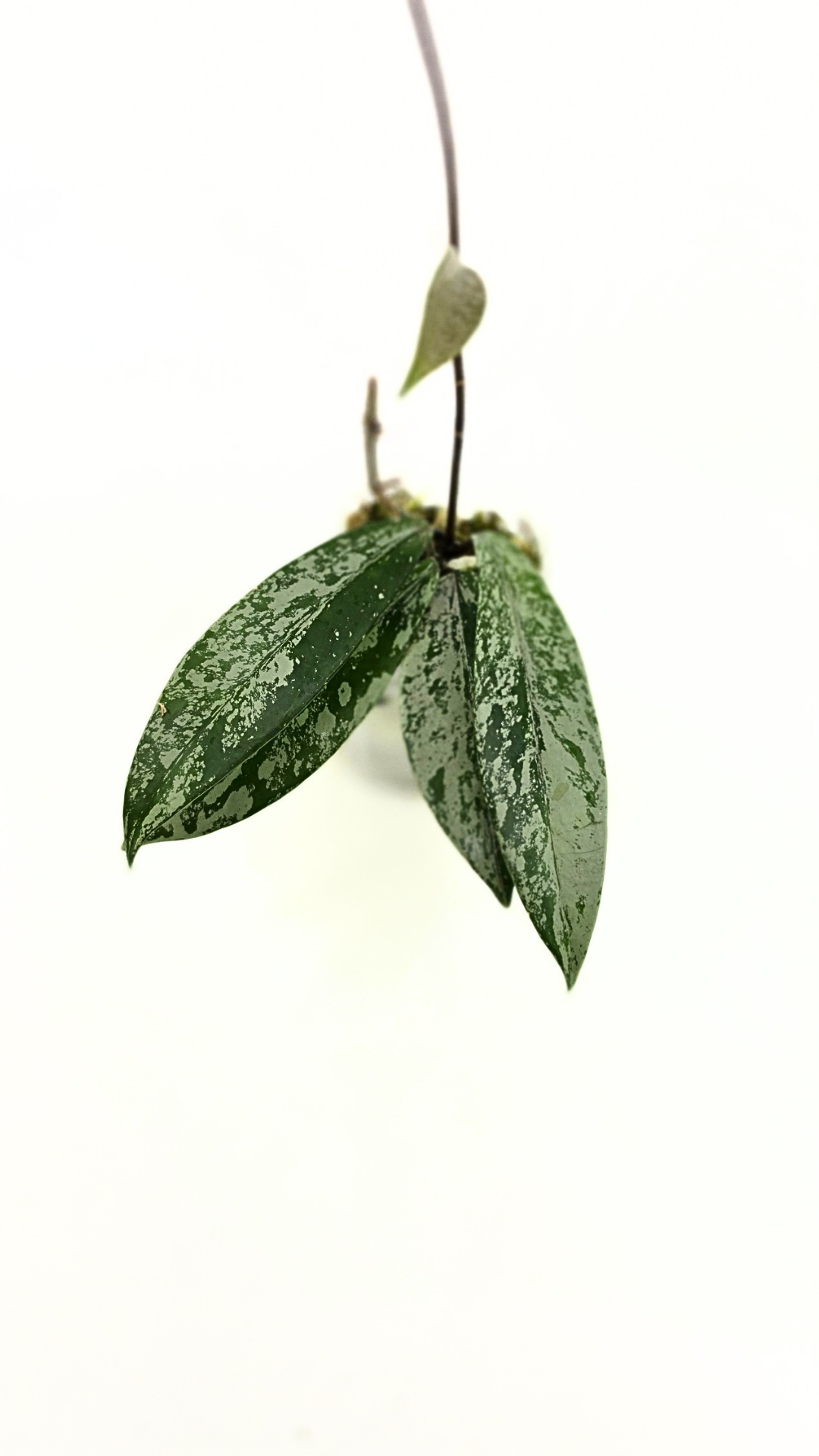 Rare waxplant Hoya Pubicalyx Pink Silver Ghost available for sale at rare indoor plant shop The Leaf Gallery in Perth, Western Australia