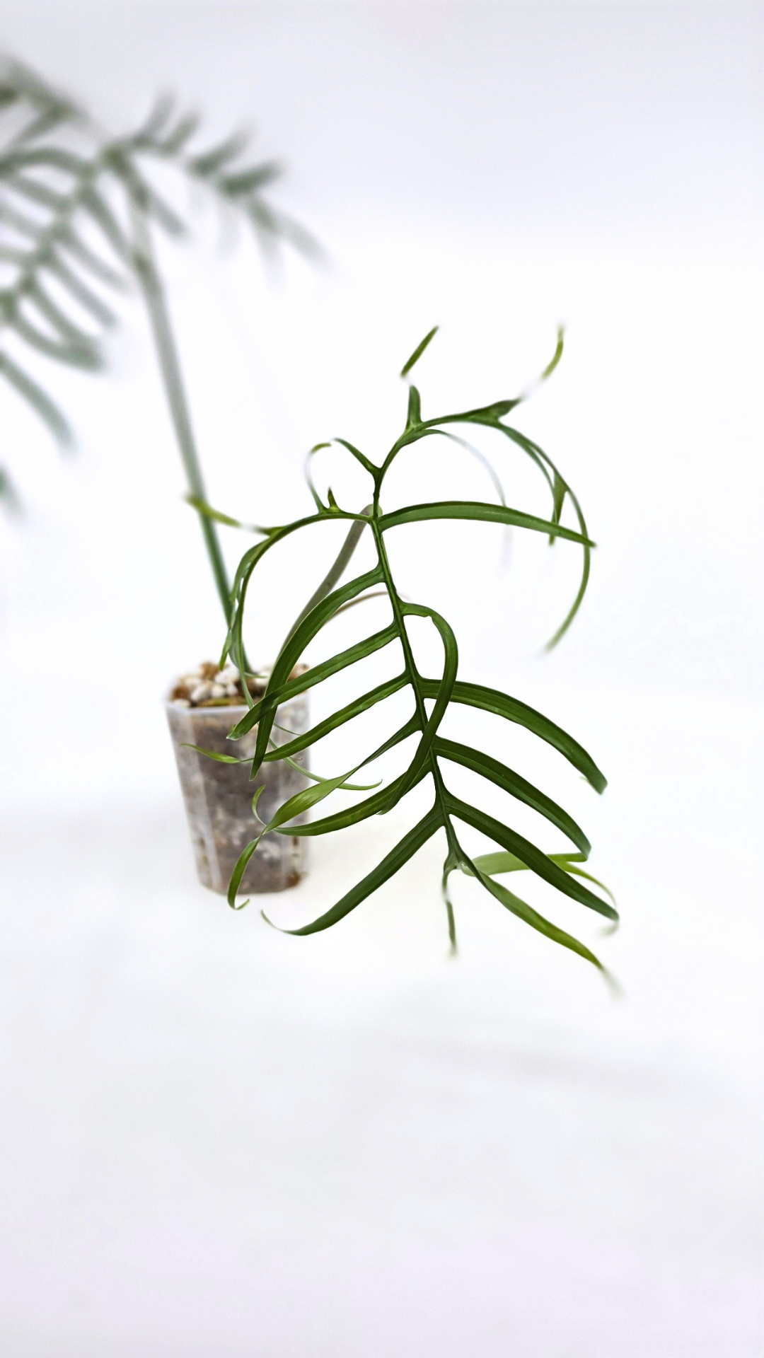 Rare indoor plant Philodendron Polypodioides available for sale at rare house plant shop The Leaf Gallery in Perth, Western Australia