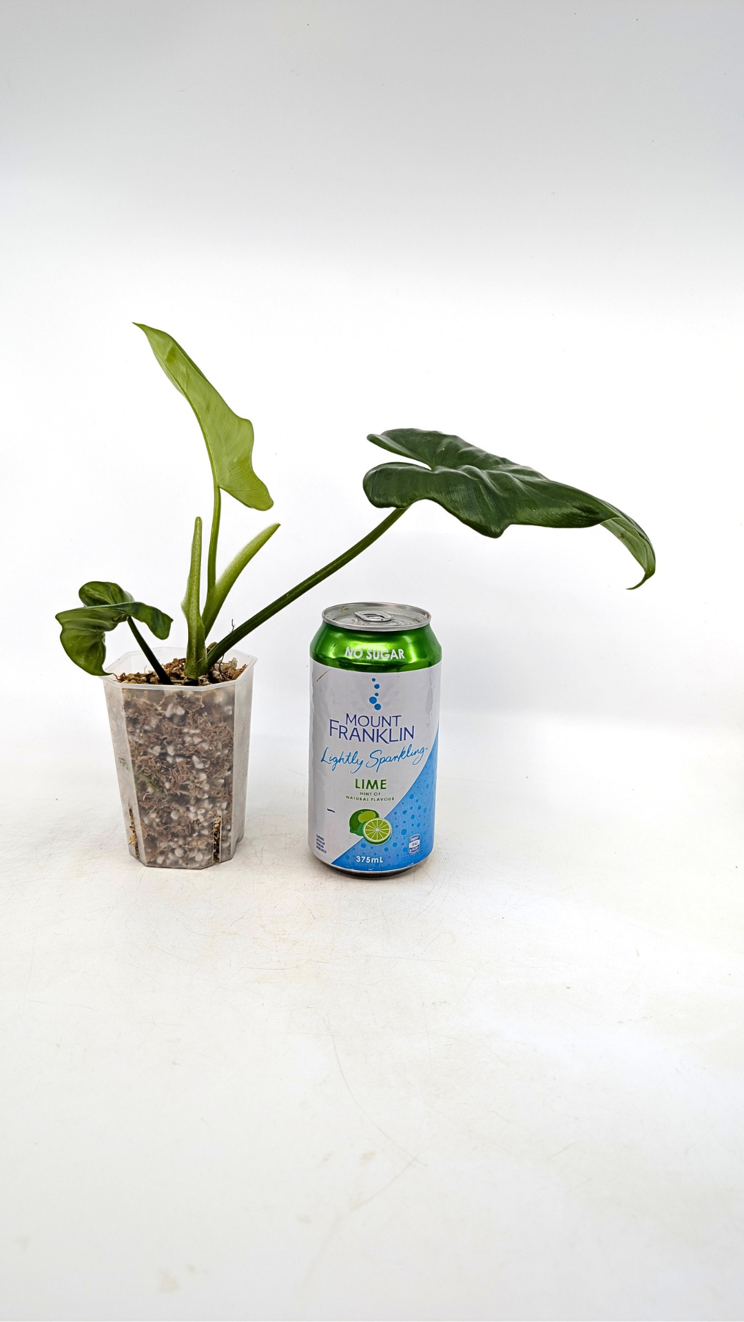 Uncommon Philodendron Bipennifolium (Horsehead / Violin) by the Leaf Gallery in Perth, Western Australia