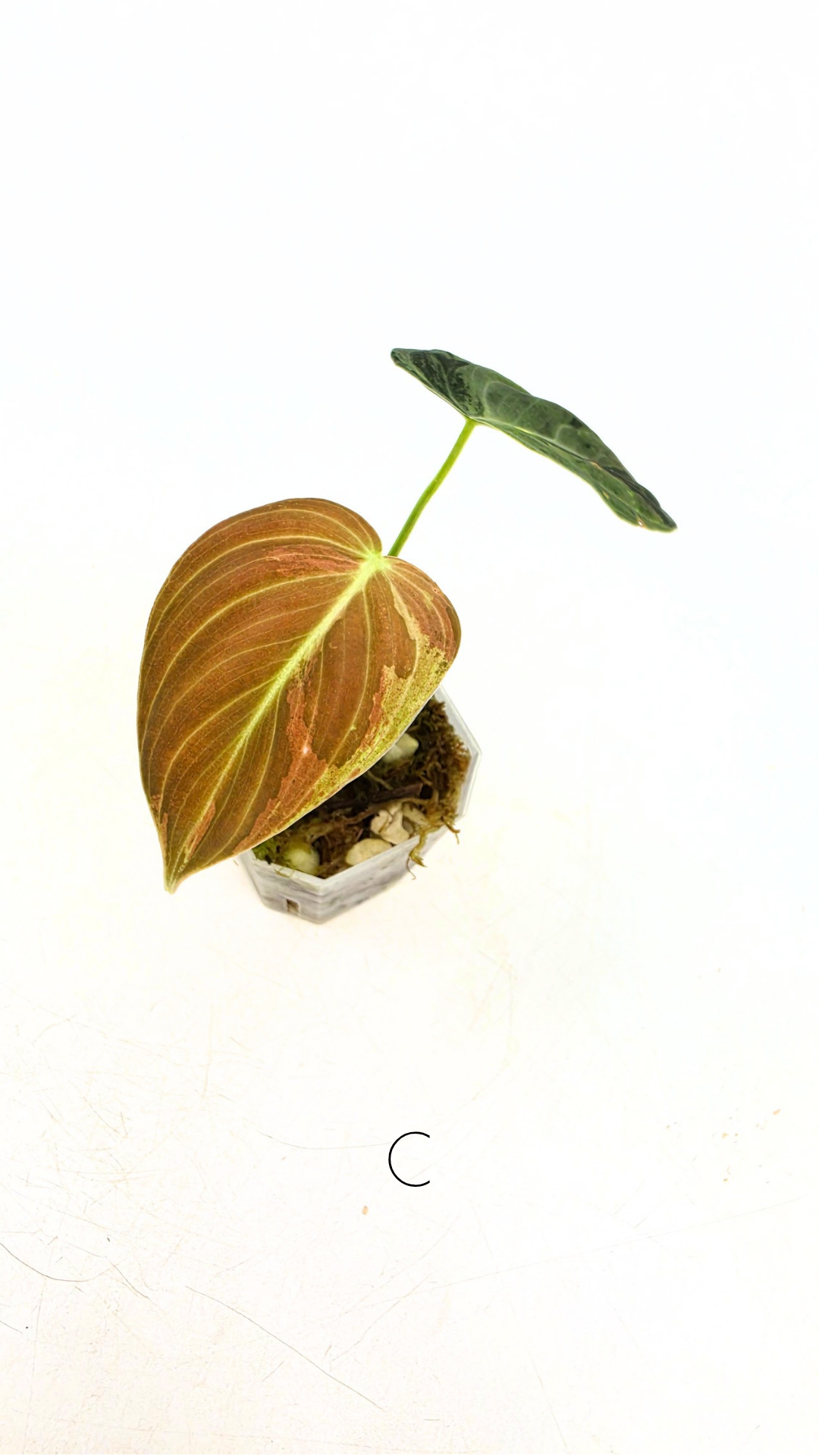 Rare plant Philodendron Melanochrysum Varigated available for sale at rare plant shop The Leaf Gallery in Perth, Western Australia