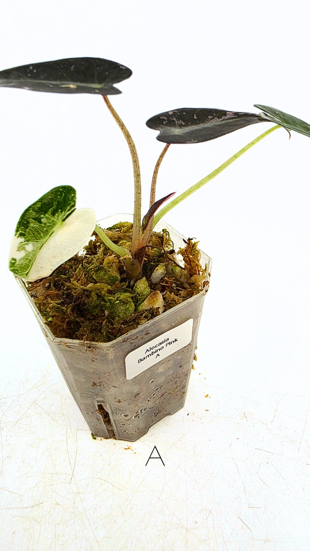 Rare indoor plant Alocasia Amazonica Bambino Pink TC plantlets available for sale at rare houseplant shop The Leaf Gallery in Perth, Western Australia