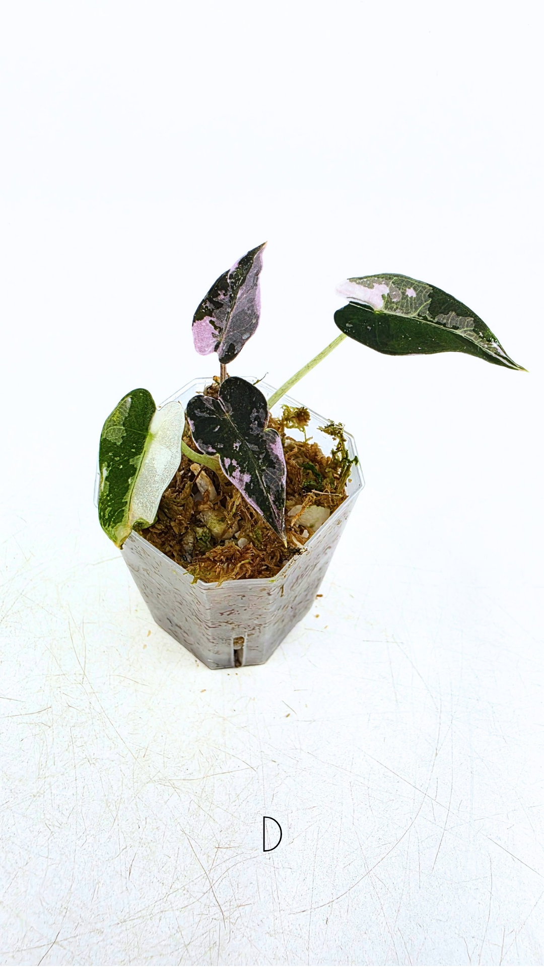 Rare indoor plant Alocasia Amazonica Bambino Pink TC plantlets available for sale at rare houseplant shop The Leaf Gallery in Perth, Western Australia