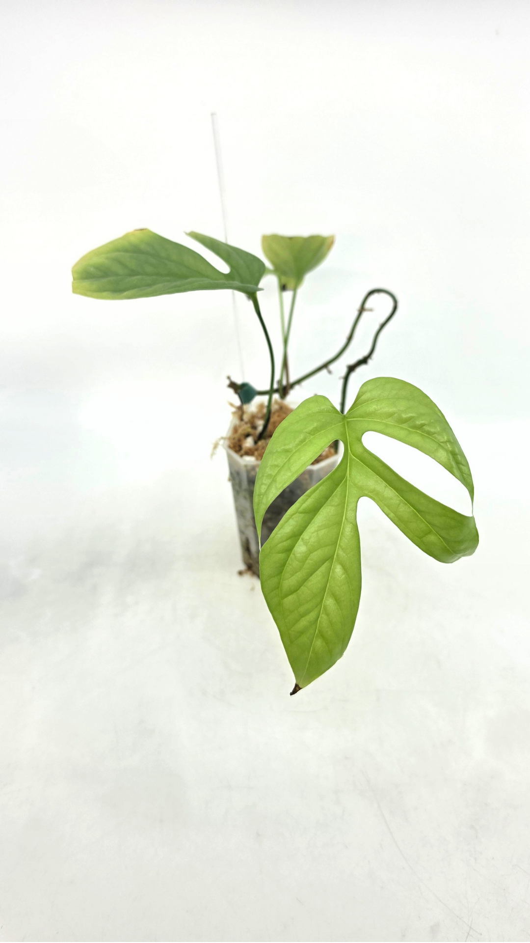 Uncommon indoor plant Cerestis Mirabilis available for sale at house plant shop The Leaf Gallery in Perth, Western Australia