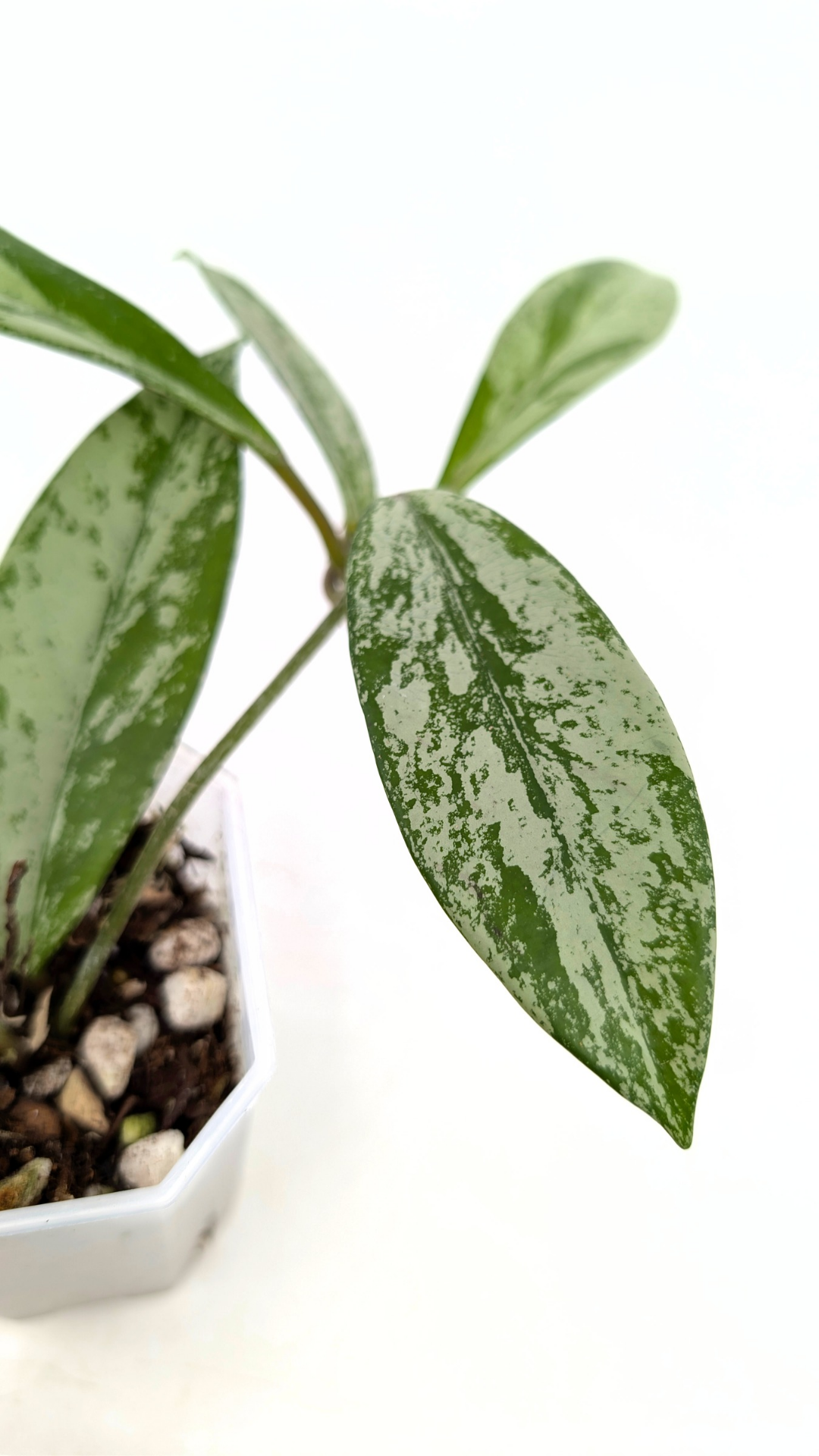 Rare waxplant Hoya Pubicalyx Pink Silver Ghost available for sale at rare indoor plant shop The Leaf Gallery in Perth, Western Australia