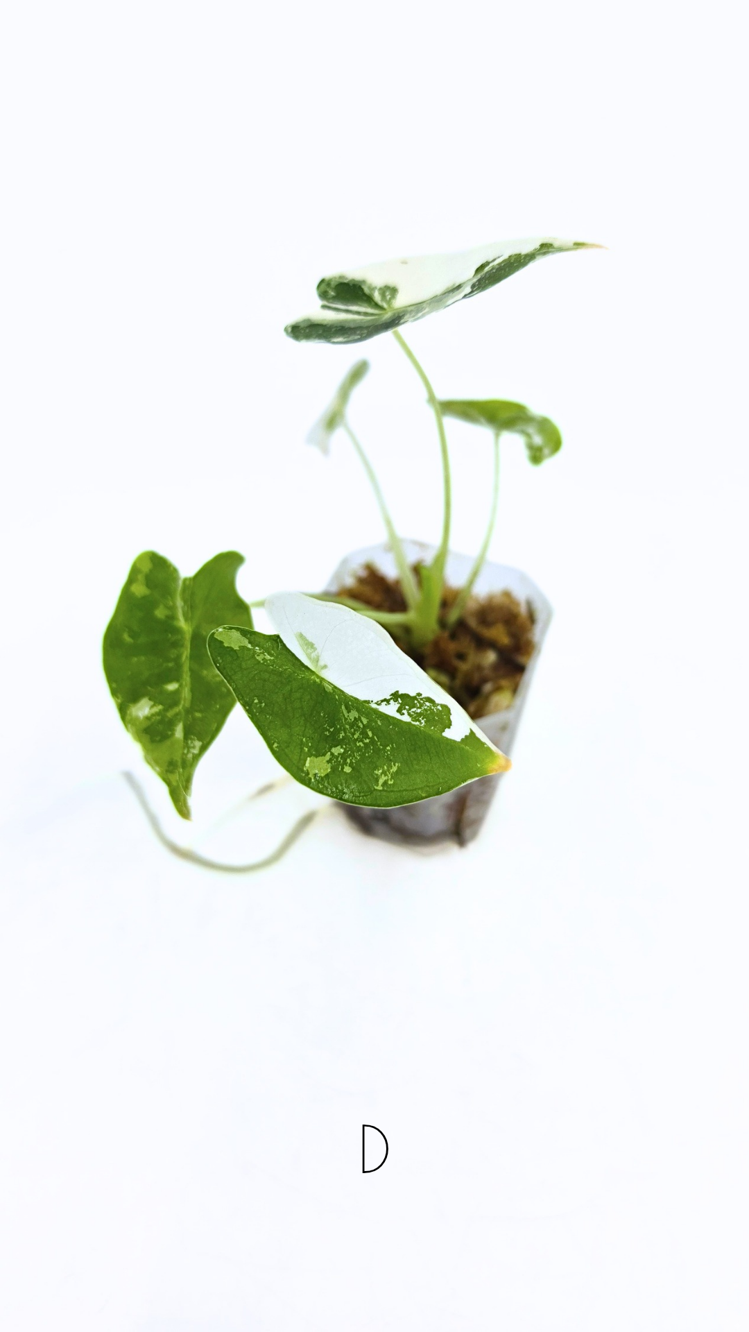 Rare indoor plant Alocasia Frydek Variegated available for sale at rare house plant shop The Leaf Gallery in Perth, Western Australia